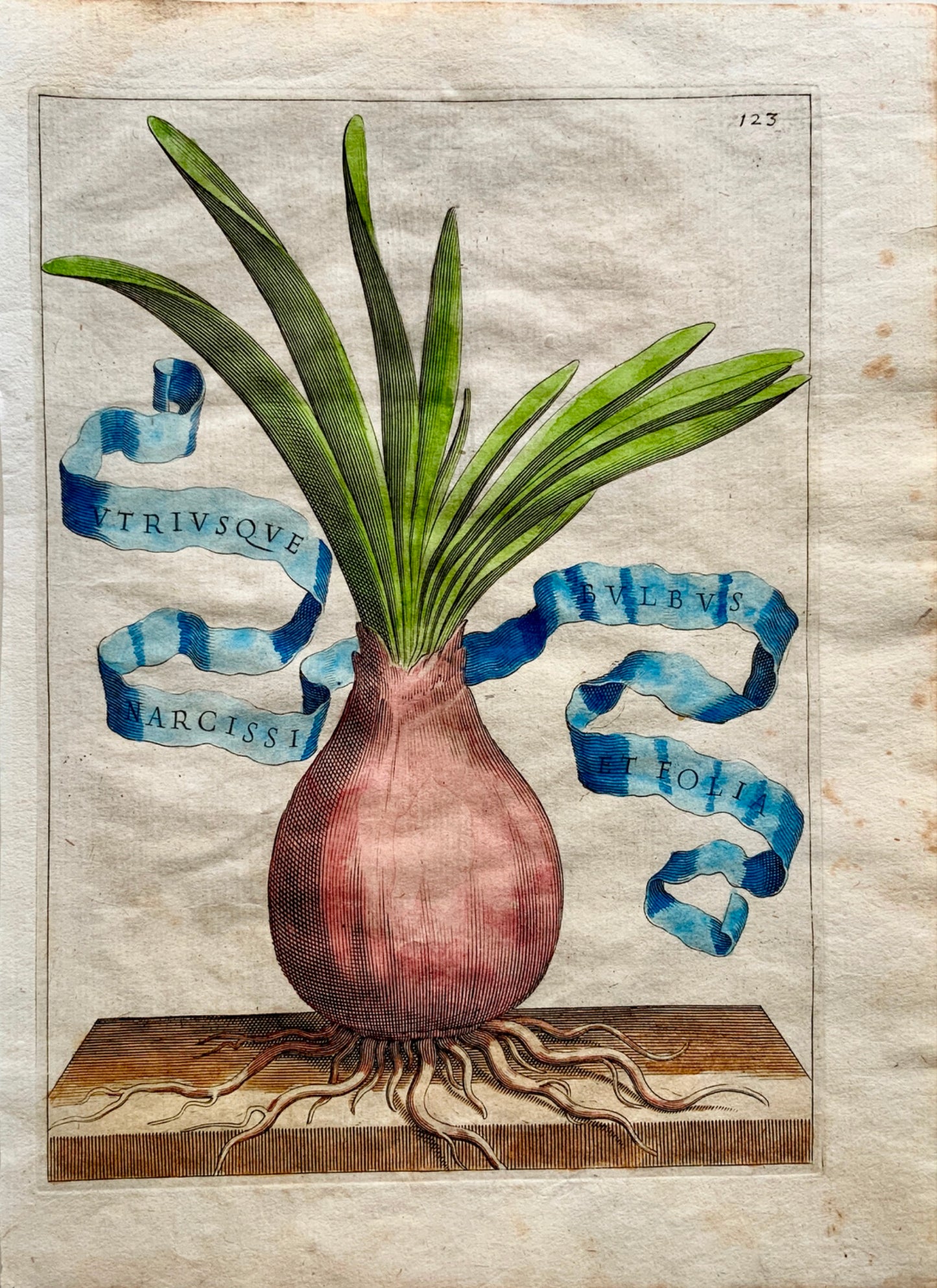 G. B. Ferrari (1584-1655) Quarto engraving hand colour NARCISSI BULBUS 1638 - Botany