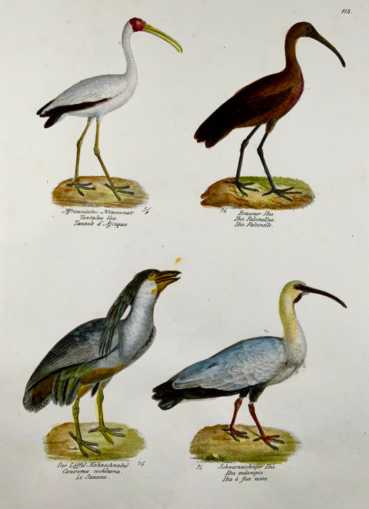 1830 IBIS Airone dal becco a barca Ornitologia Brodtmann litografia FOLIO colorata a mano