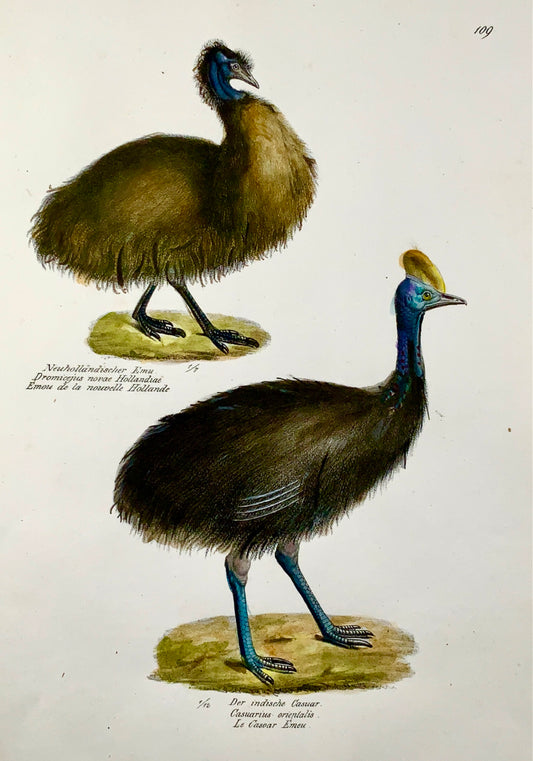 1830 CASSOWARY EMU Ornithology Brodtmann hand coloured FOLIO lithograph