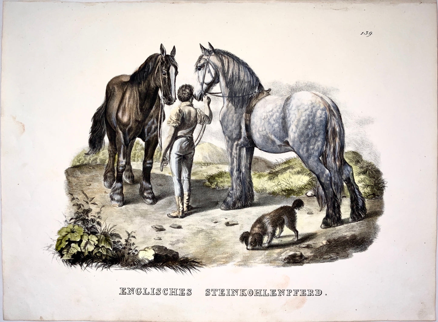 1824 Shire Horses - K.J. Brodtmann handcol FOLIO stone lithography - Mammal