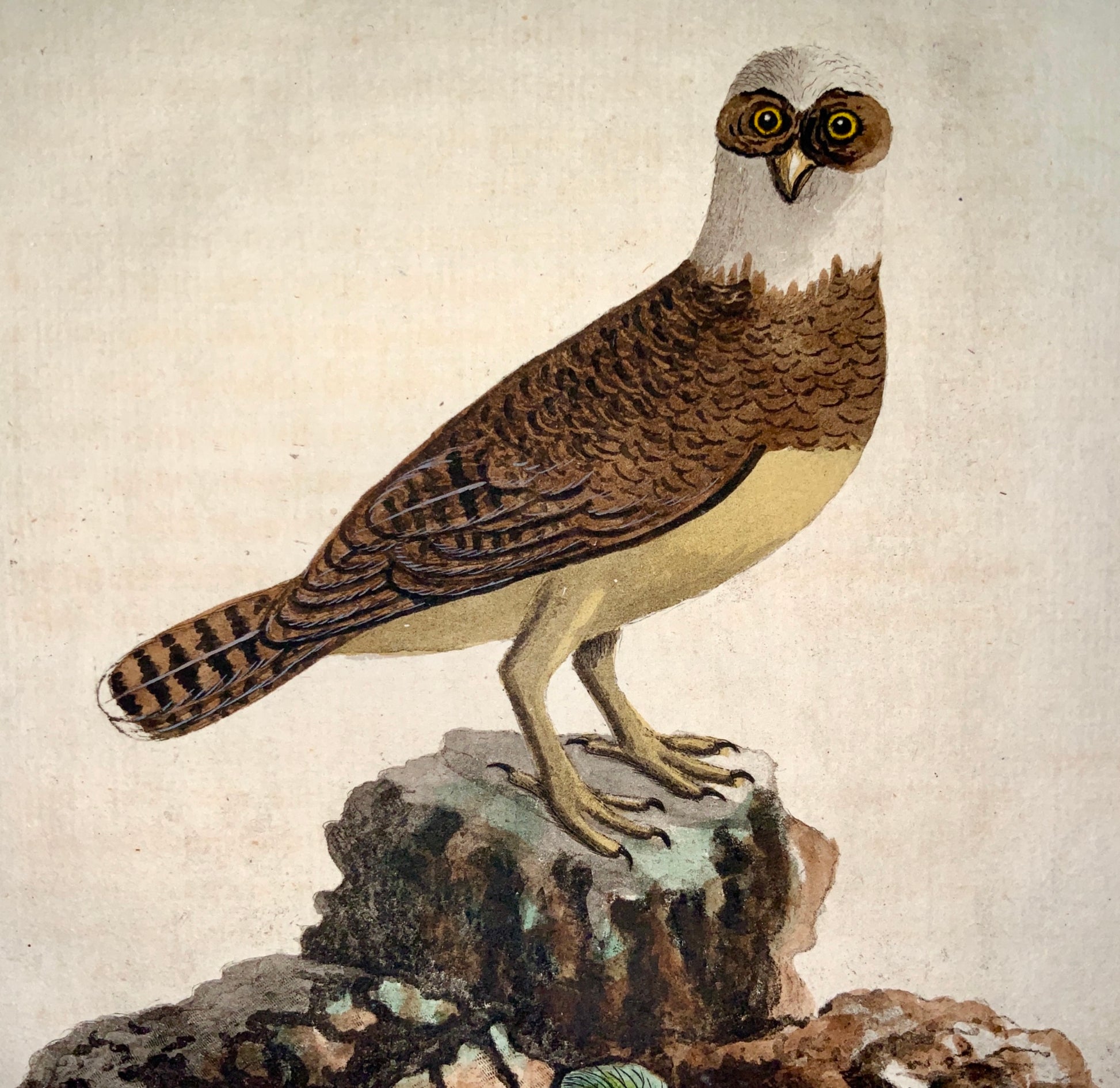 1785 John Latham - Synopsis - SPECTACLE OWL Ornithology - hand coloured