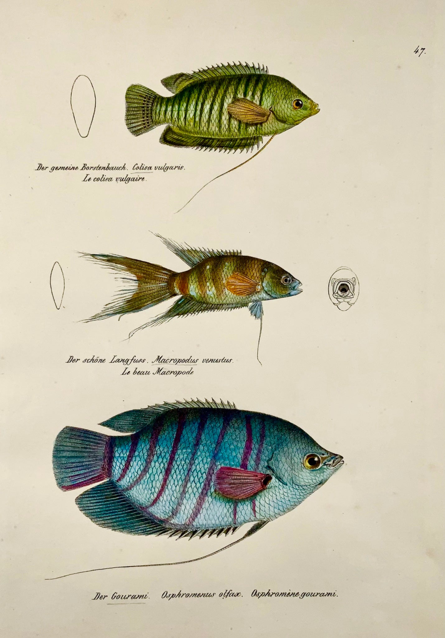 1833 Gourami, labyrinth, aquarium fish, H Schinz, folio, handcoloured lithograph