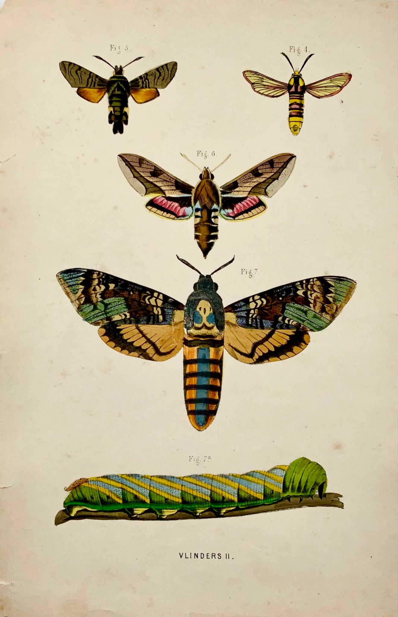 1864 Moths, Butterflies, Insects, quarto hand colored stone lithograph