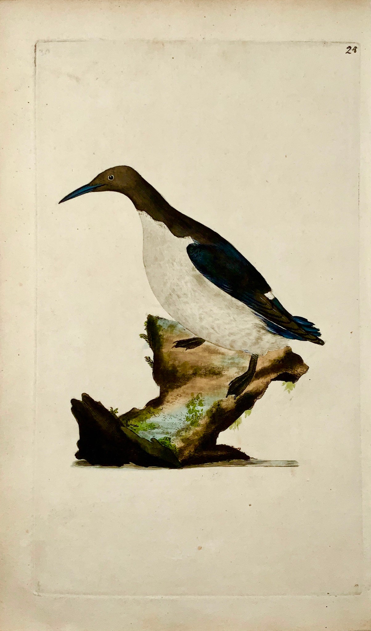 1794 Edward Donovan - Water OUZEL Ornithology hand coloured copper engraving