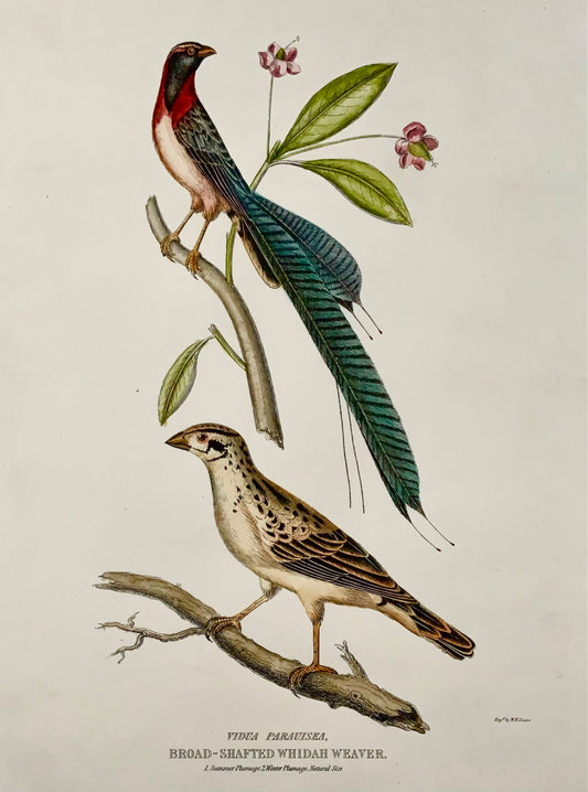 1846 Whidah Weaver, ornitologia, cap. Marrone, colorato a mano, foglio grande (36 cm)