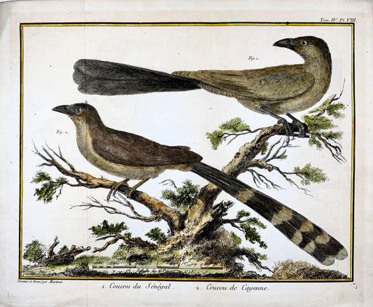 1760 Fr. Nicolas. Martinet (b1725), coucous exotiques, ornithologie, gravure sur cuivre 