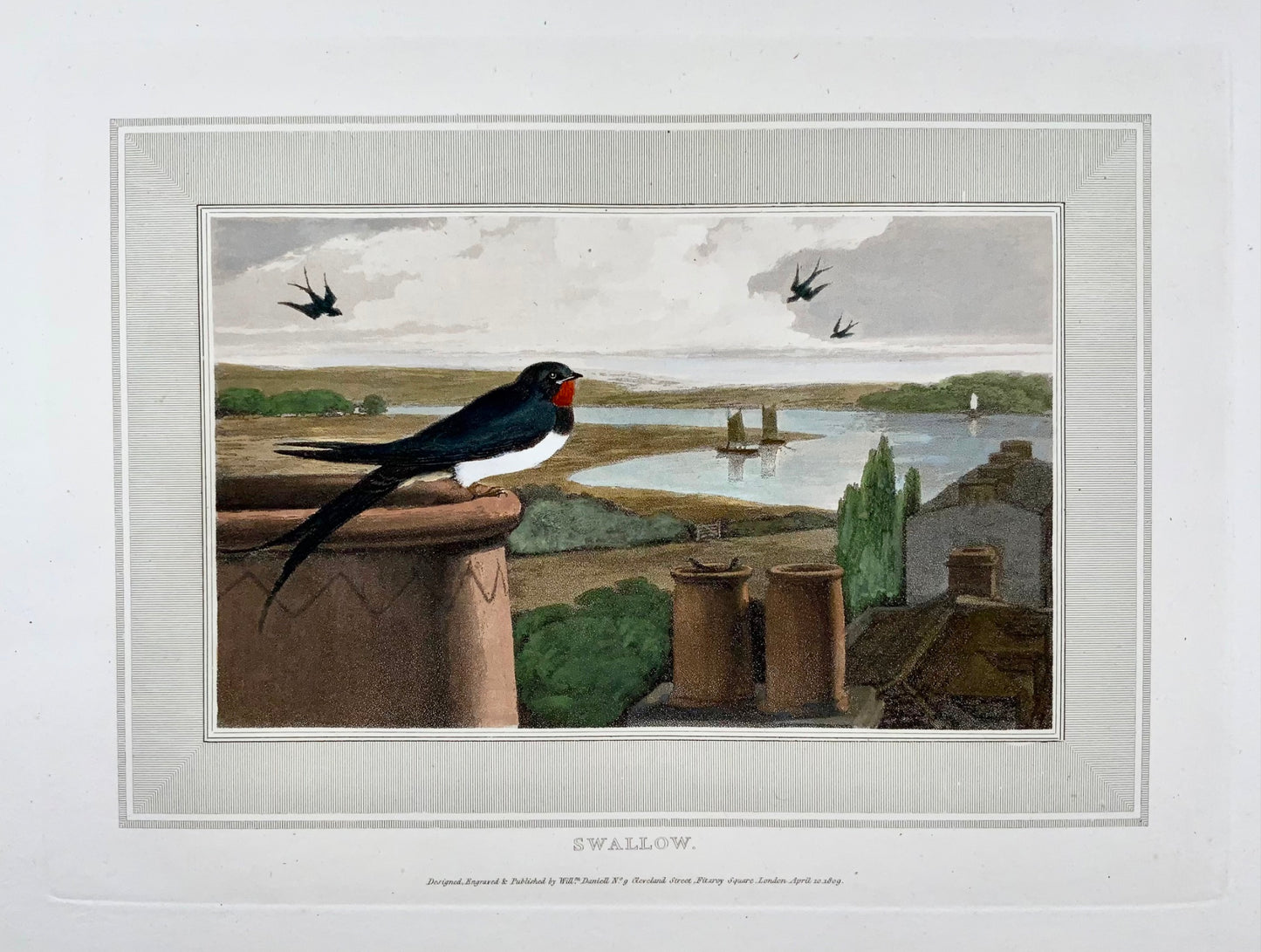 1807 William Daniell, Rondine, ornitologia, acquatinta colorata a mano