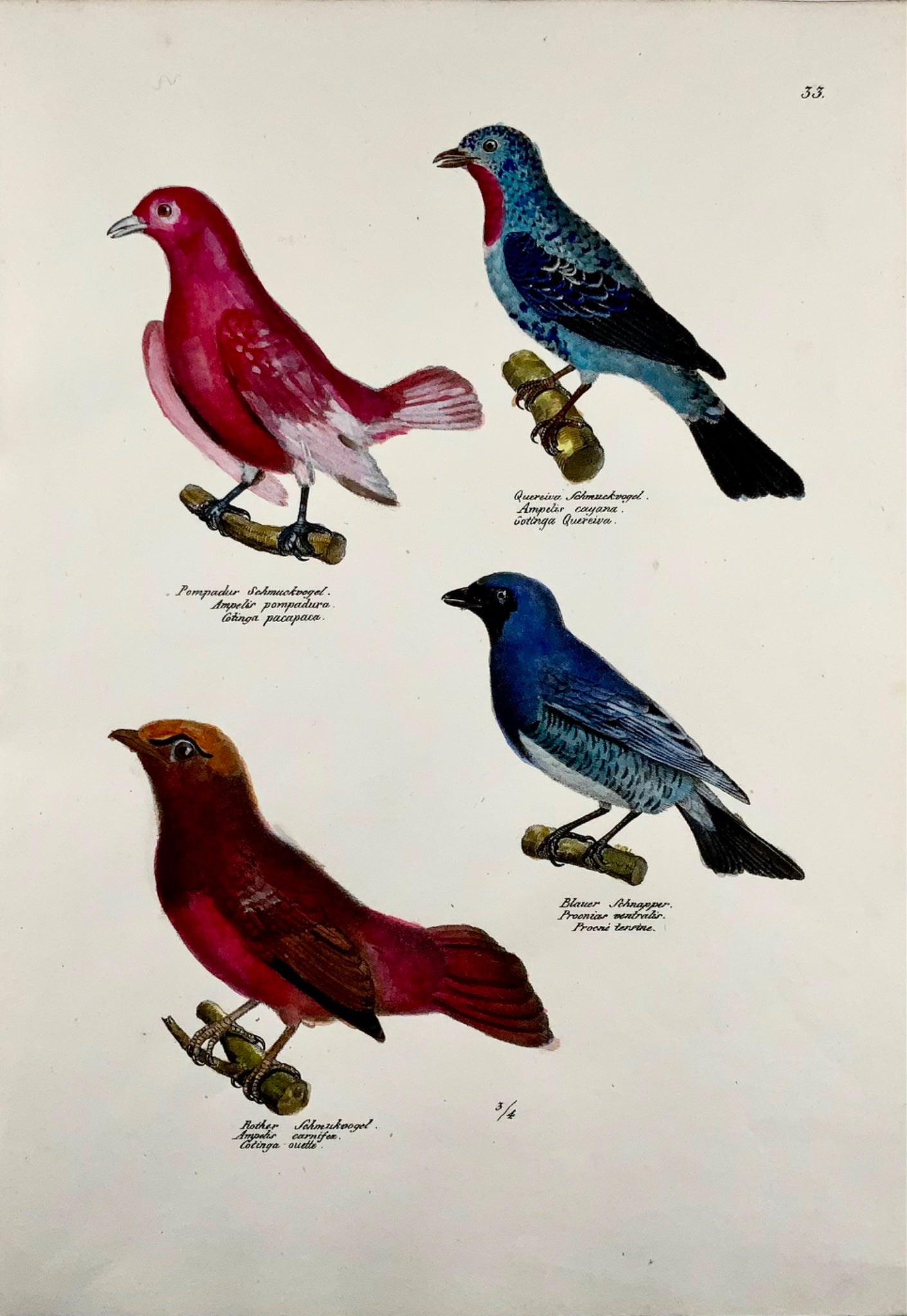 1830 Waxwings Songbirds - Ornitologia Brodtmann litografia FOLIO colorata a mano
