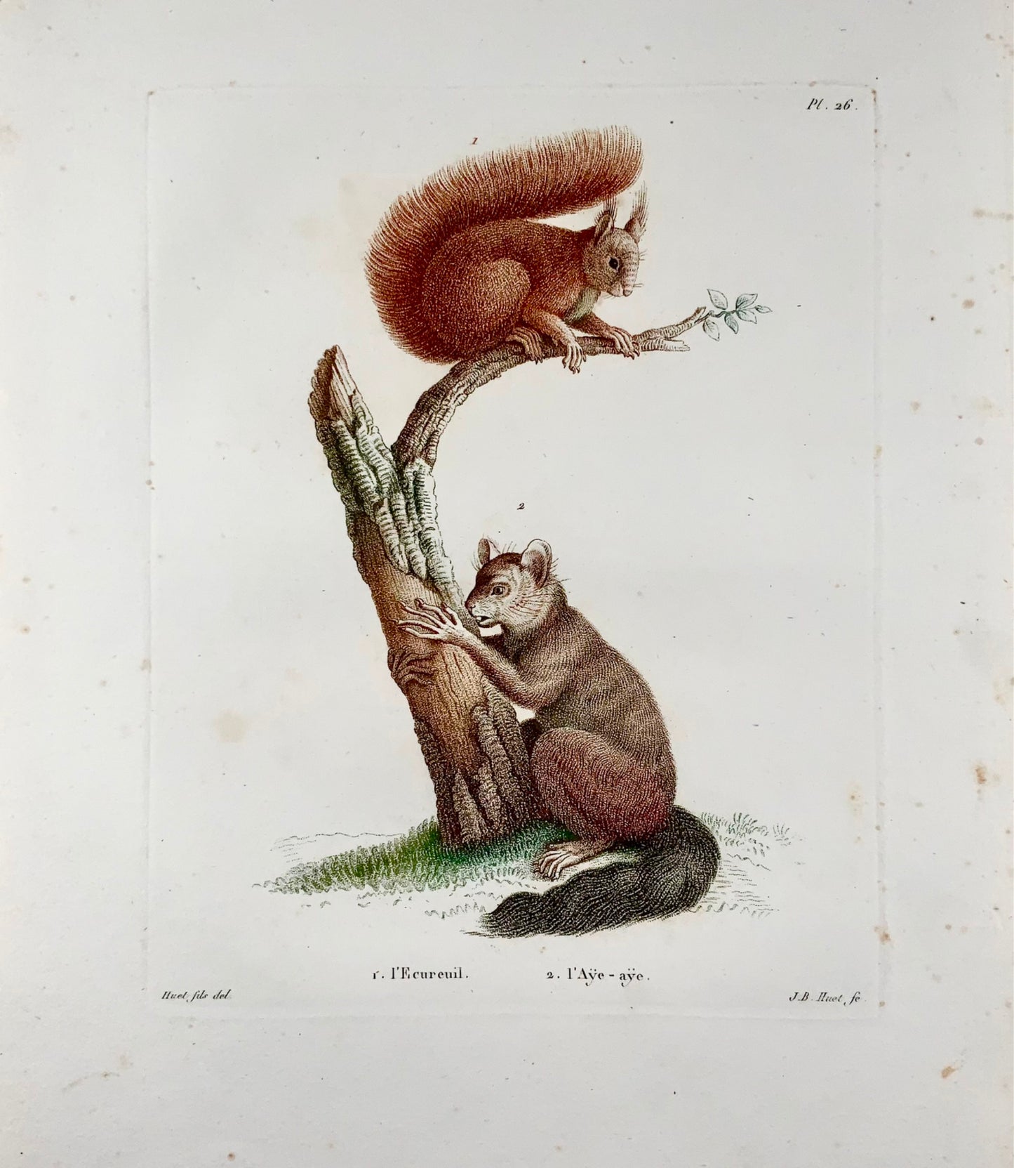 1808 J. Bapt. Huet [1745-1811]; Squirrel, Aye-Aye, hand coloured stipple engraving