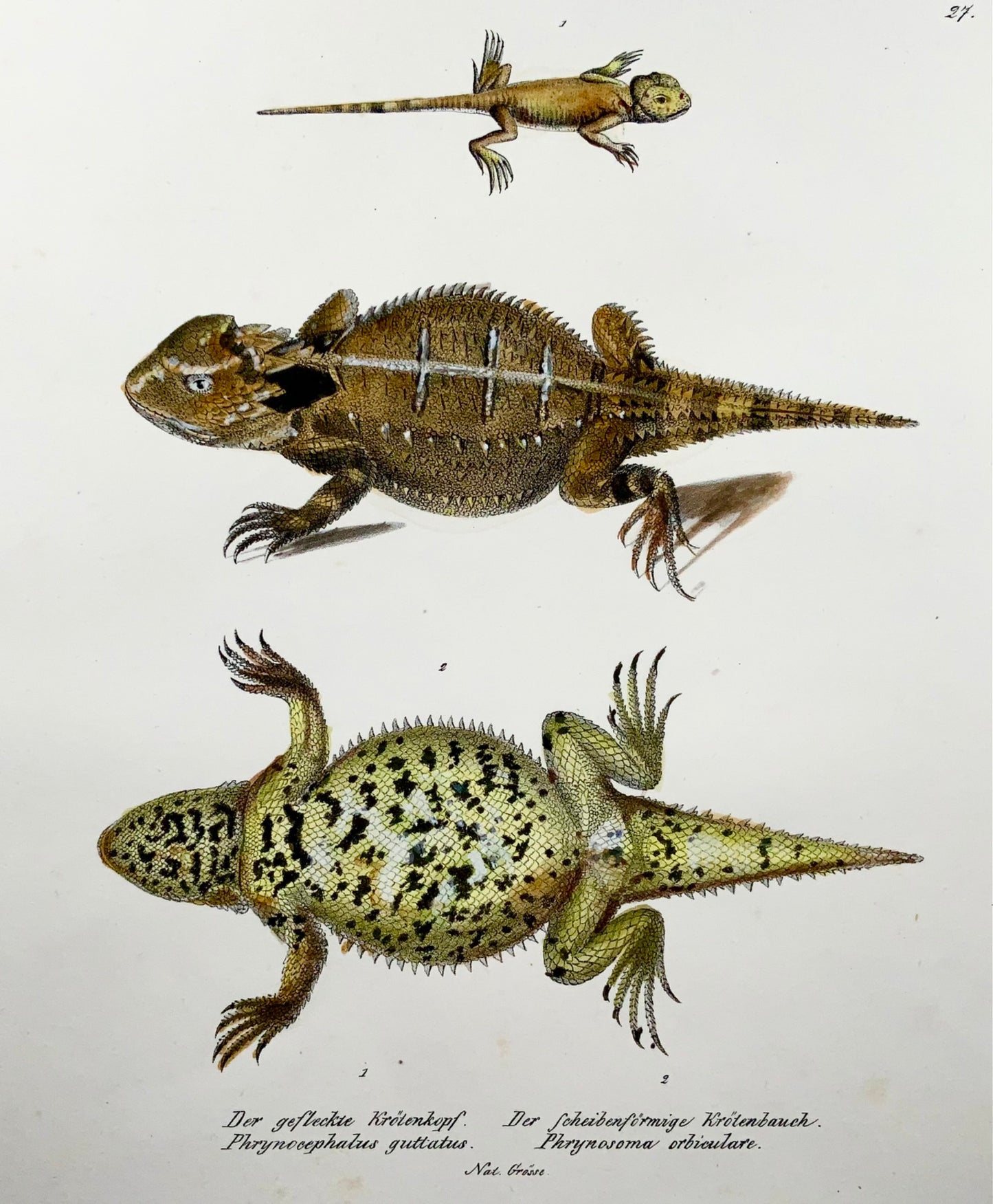 1833 Schinz (b1777) Horned Lizards, hand coloured stone lithograph, re