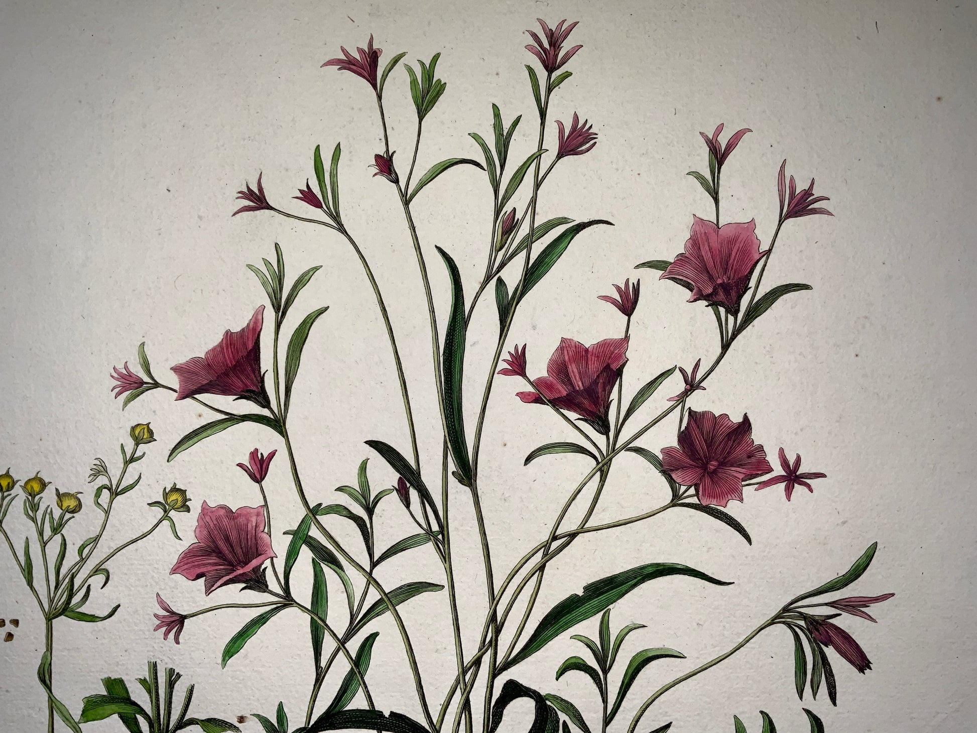 Nicholas Robert (1610-1684) - Bindweed - Botanical Rarissimum 54cm
