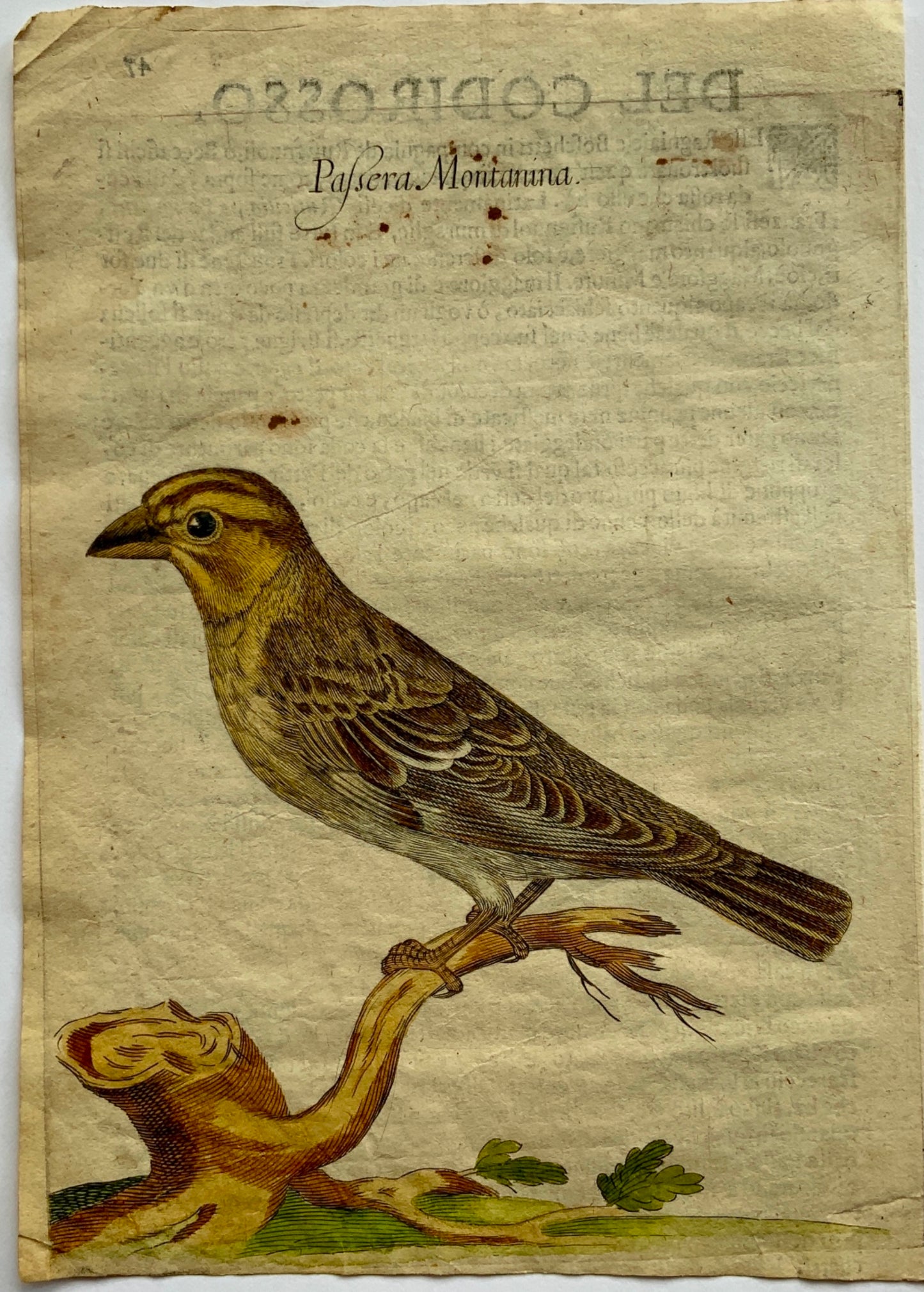 1622 Antonio Tempesta; Fr. Villamena Fanello REED BUNTING Master Engraving - Ornithology