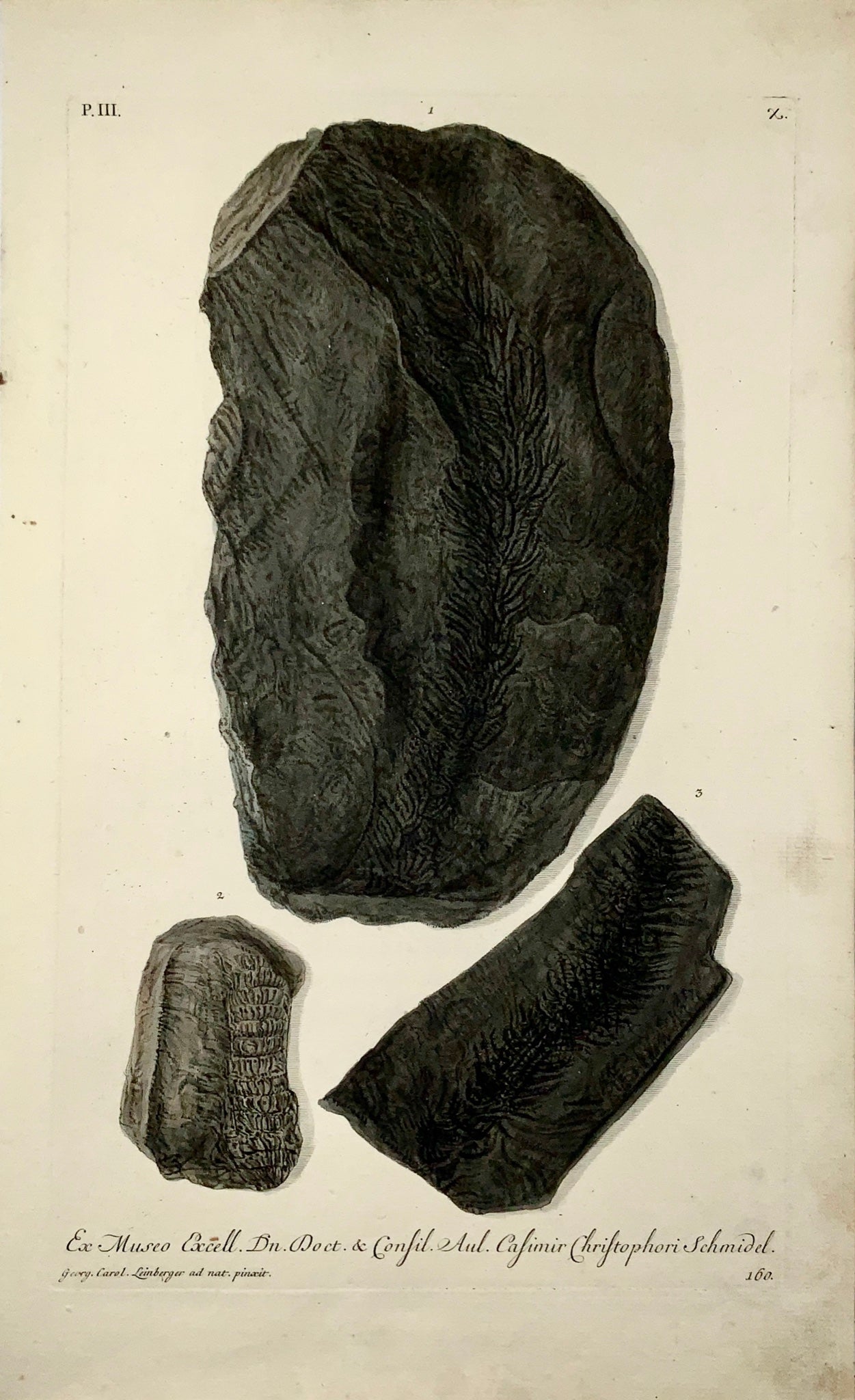 1764 G. W. Knorr (1705-1761); Large FOLIO Palaeontology Fossils Geology (III)