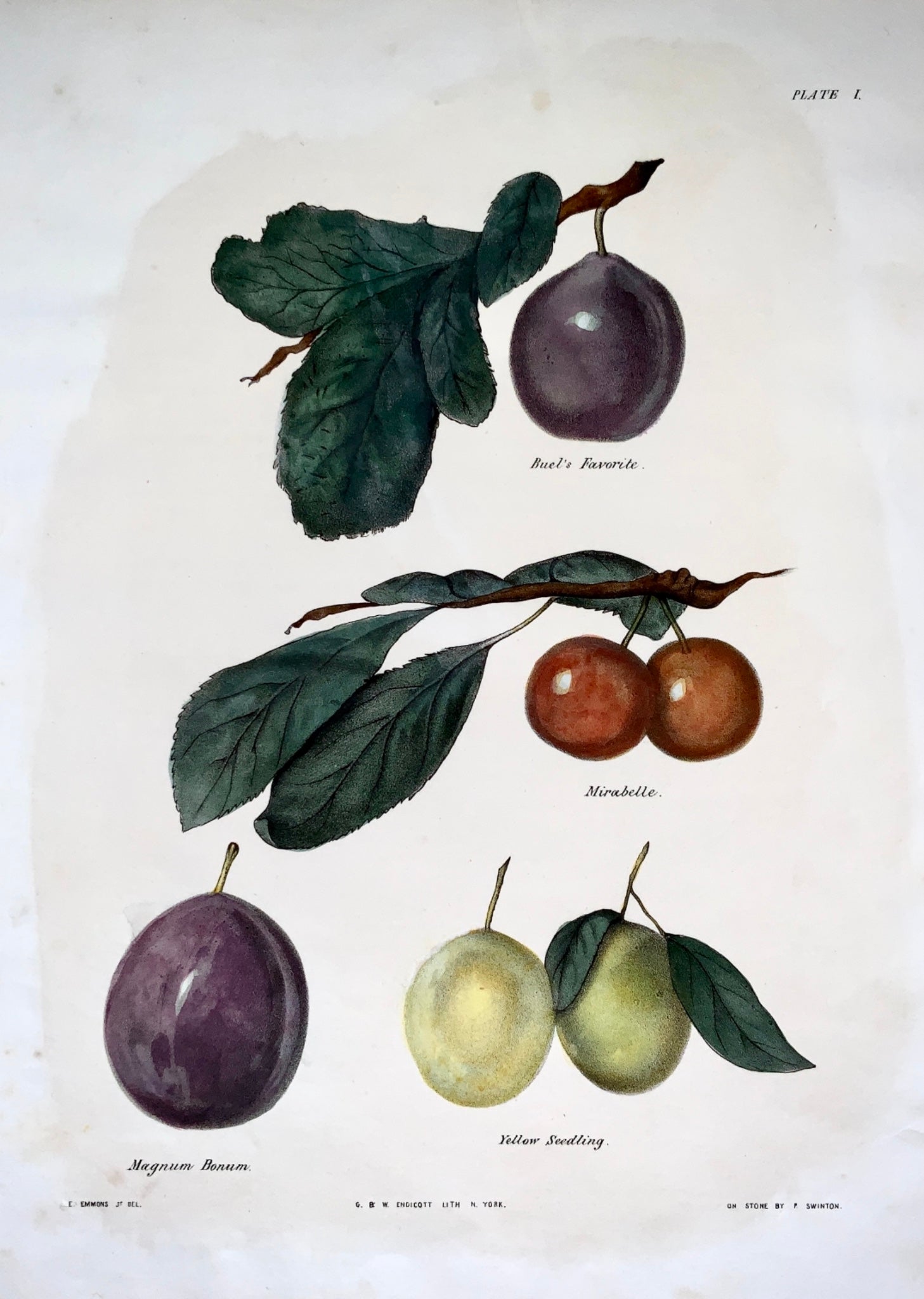 1830 c Edmond del; P. Swinton - Fruit: PLUMS - hand coloured stone lithograph