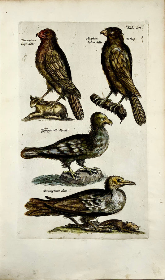 1657 Oiseaux de proie, Aigles, Ossifrage - Gravure coloriée à la main Matt MERIAN Folio - Ornithologie