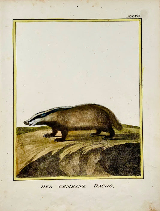 1816 Badger INCUNABULA OF LITHOGRAPHY K. Schmidt 4to hand coloured - Mammal