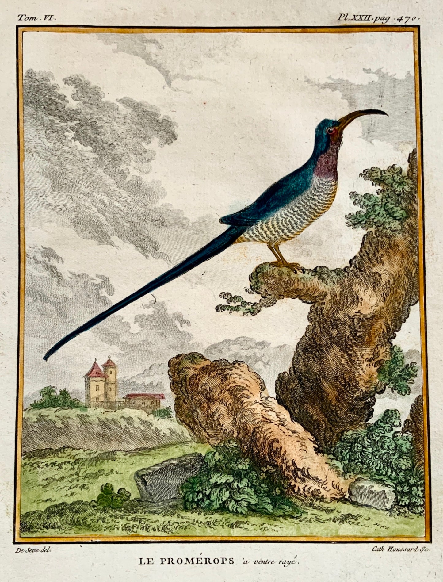 1779 Haussard after Jacques de Seve - Sugarbird - 4to engraving