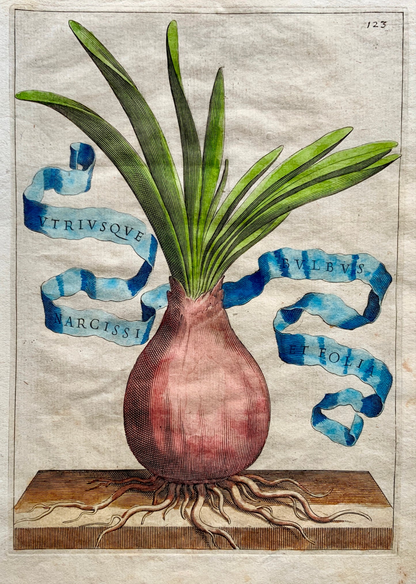 G. B. Ferrari (1584-1655) Quarto engraving hand colour NARCISSI BULBUS 1638 - Botany