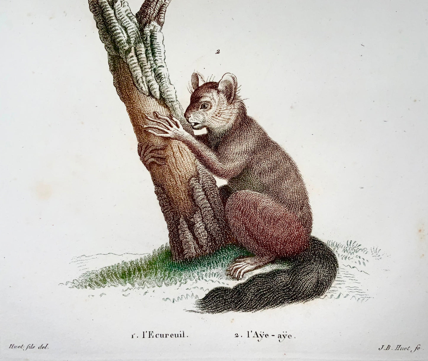 1808 J. Bapt. Huet [1745-1811]; Squirrel, Aye-Aye, hand coloured stipple engraving