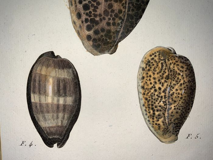 1789 Jean Baptiste Lamarck - VOLUTA Sea Shell - Conchology - Hand colour - Marine Aquatics