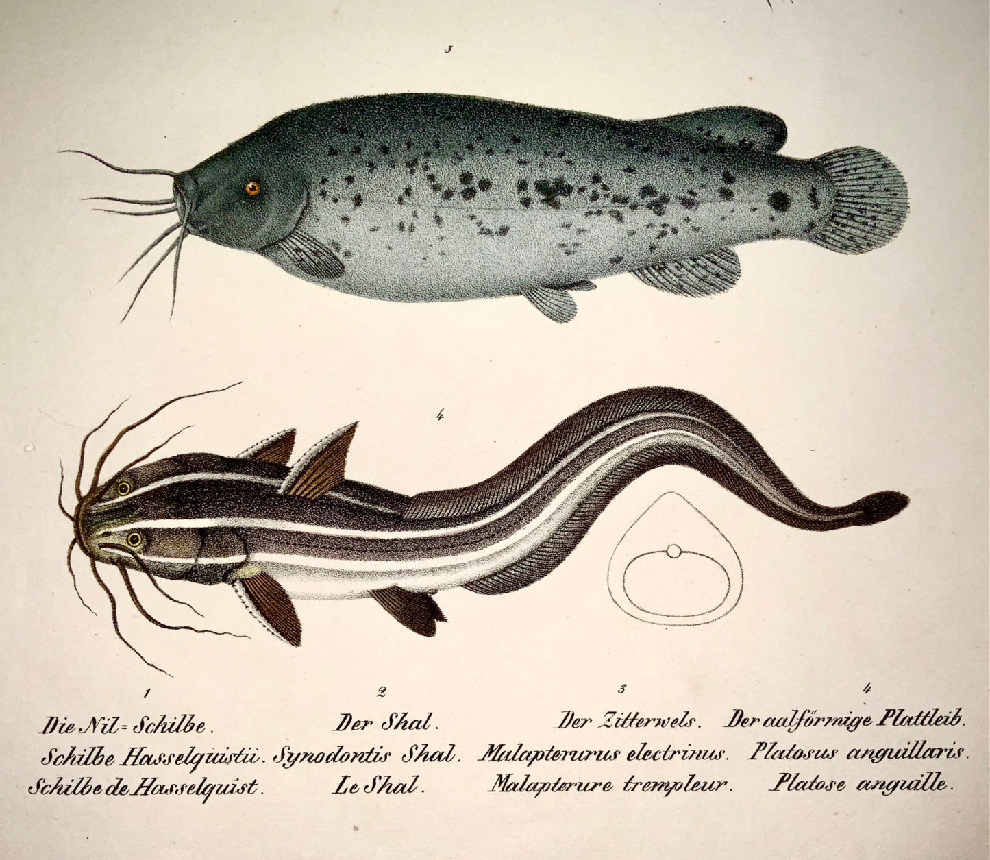 1833 H. Schinz (1777-1861) Mochokid CATFISH Electric Eel Handcol. lithograph