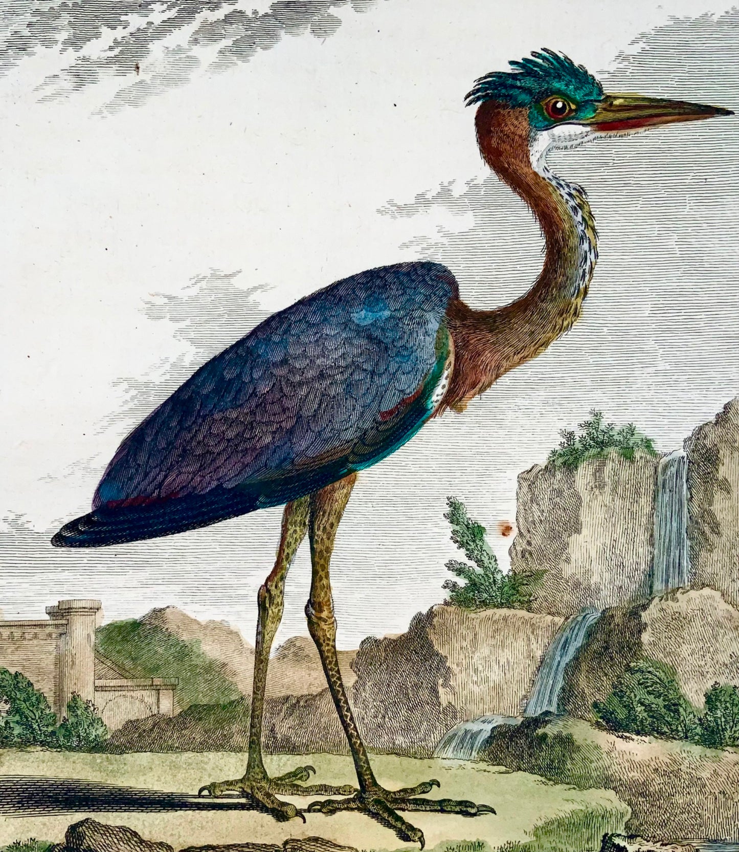 1779 Le Grand d'après de Sève, Héron, ornithologie, grande édition in-4, gravure