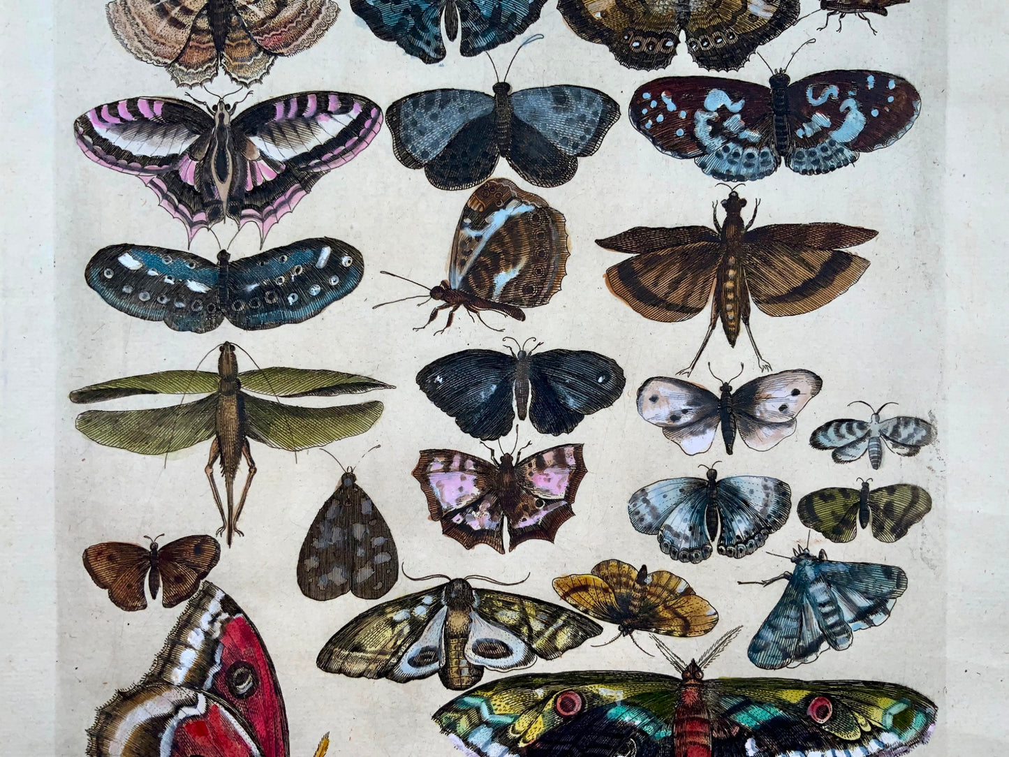 1657 Merian, butterflies, moths, (II) folio, hand coloured engraving