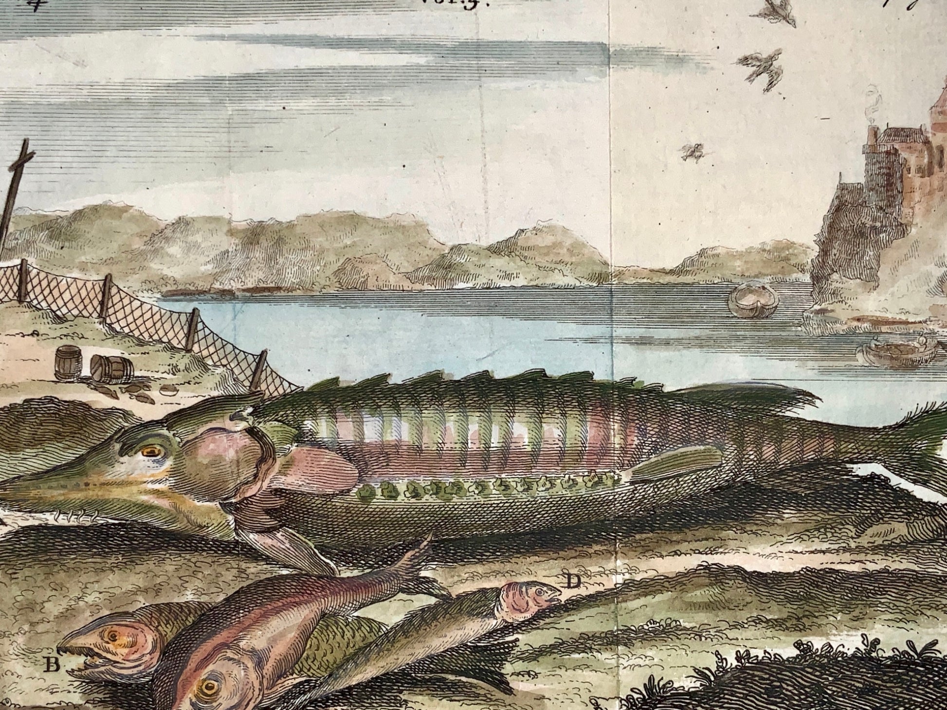 1744 B. Cole sculp. SHAD SALMON COD SMELT Fish - Hand coloured engravings