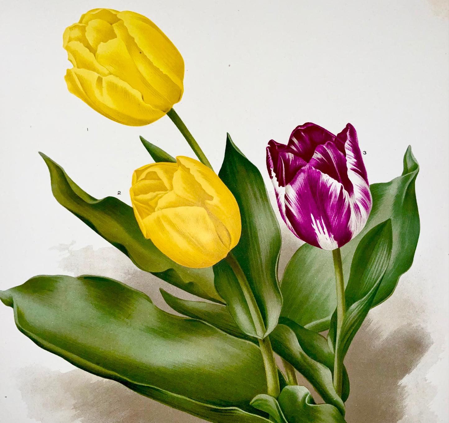 1901 Tulipes hollandaises - Florilegium Harlemense - 36cm - Botanique