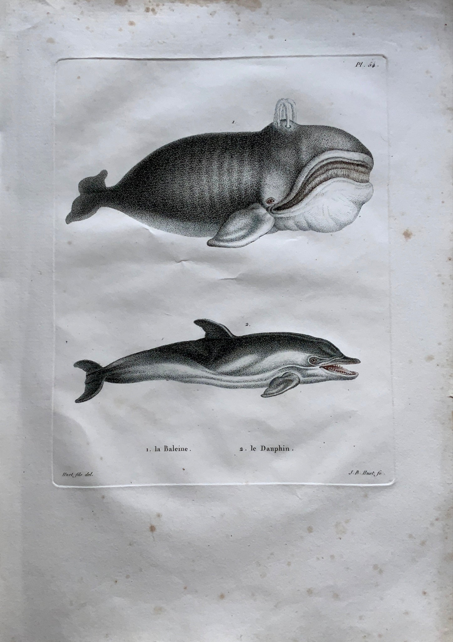 1808 Jean Baptiste Huet [1745-1811] WHALE DOLPHIN coloured stipple engraving - Mammals