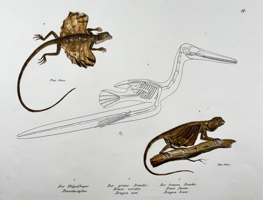 1833 H.R. Schinz (b1777), Dragon lizard, hand coloured stone lithograph, reptile