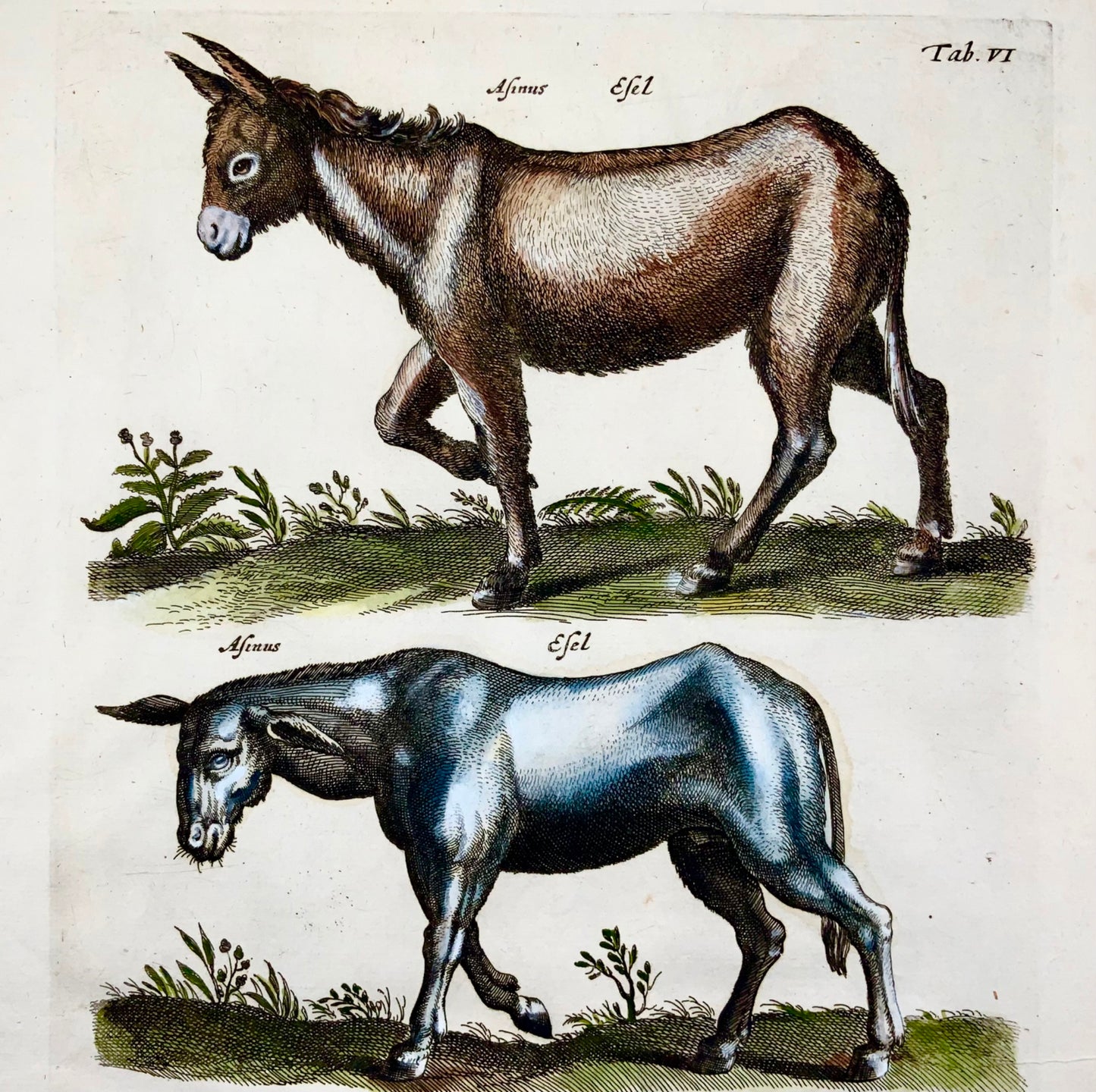 1657 Cavallo, mulo, asino, Matt. Merian, folio, incisione colorata a mano, mammiferi