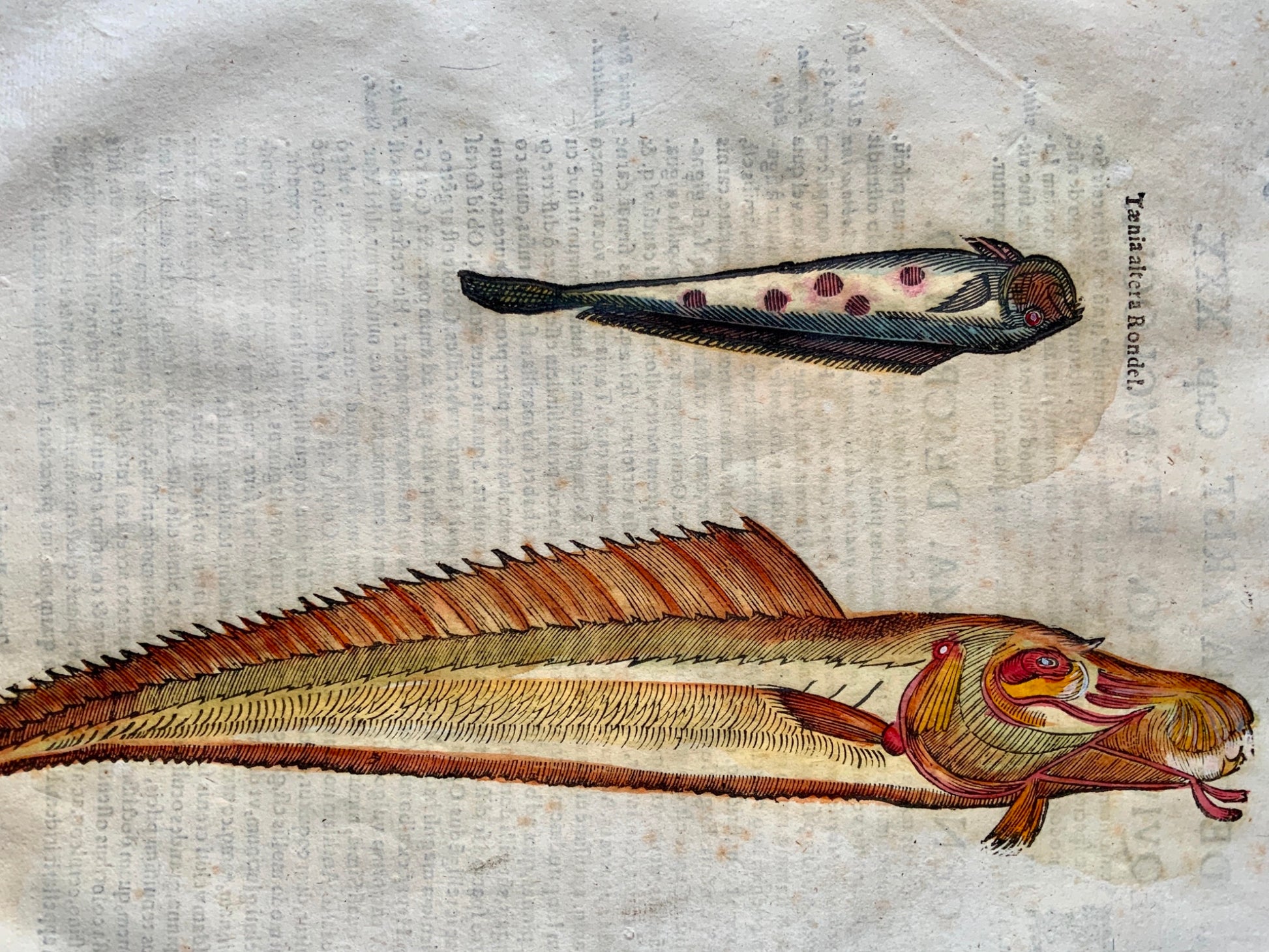Coriolano; Aldrovandi - Large folio woodcut leaf - Fish: LOACH - Handcol - 1638