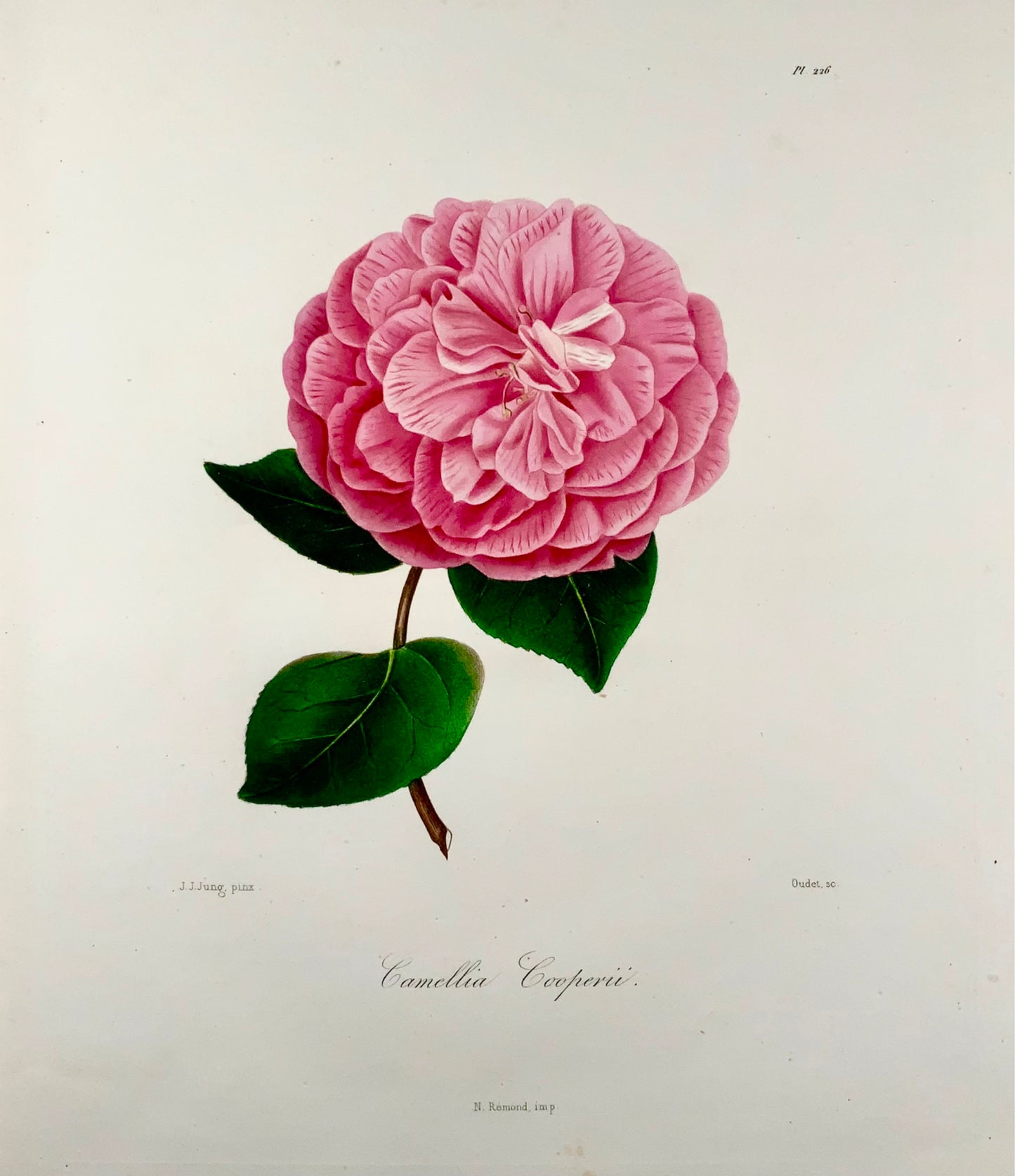 1841 Camelia Cooperii [Camellia], Drawn by J J Jung, Engraved by Oudet, Berlèse, Botany