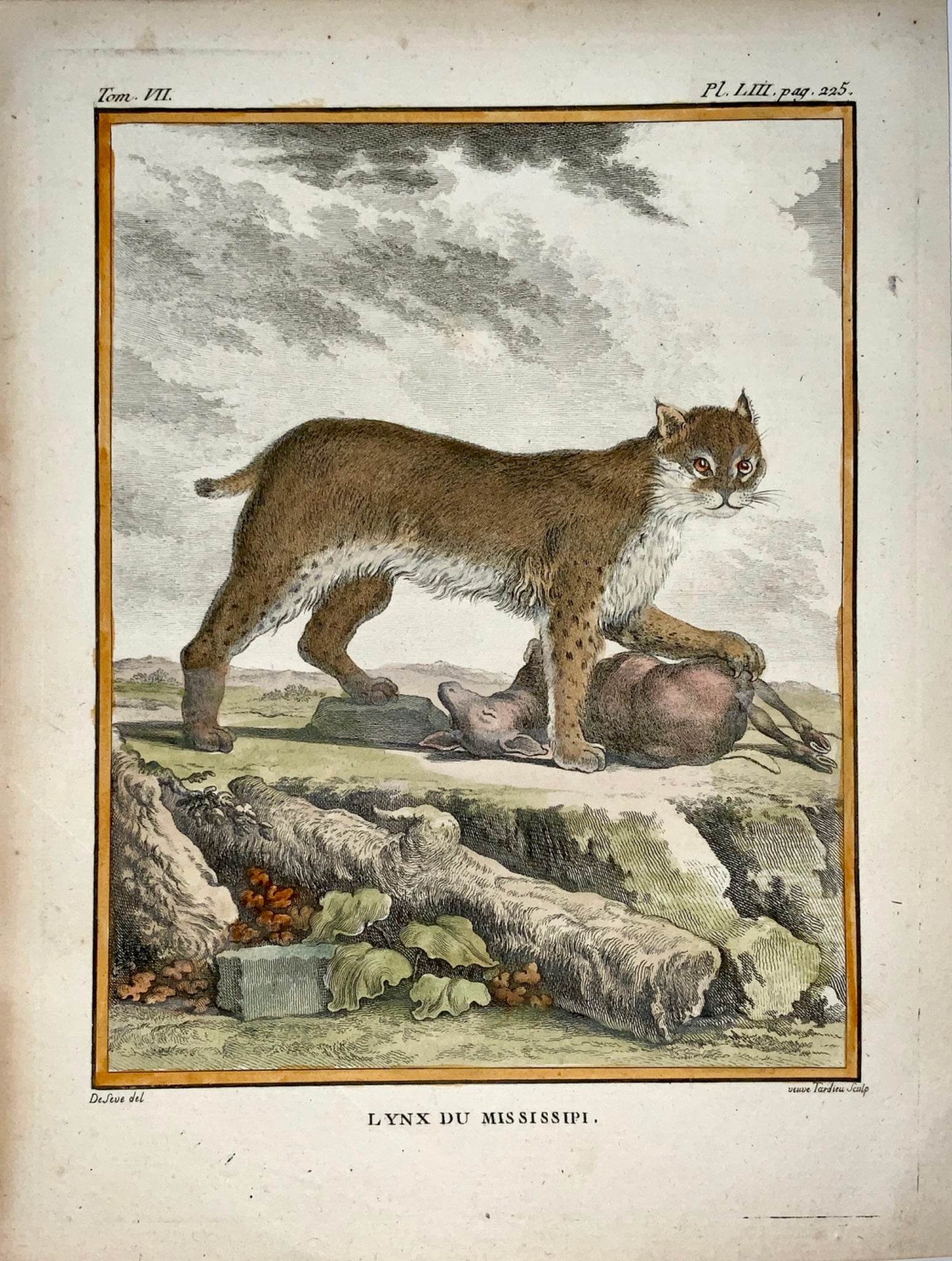 1766 De Seve - MISSISSIPI LYNX - large QUARTO edition handcol. engraving - Mammals