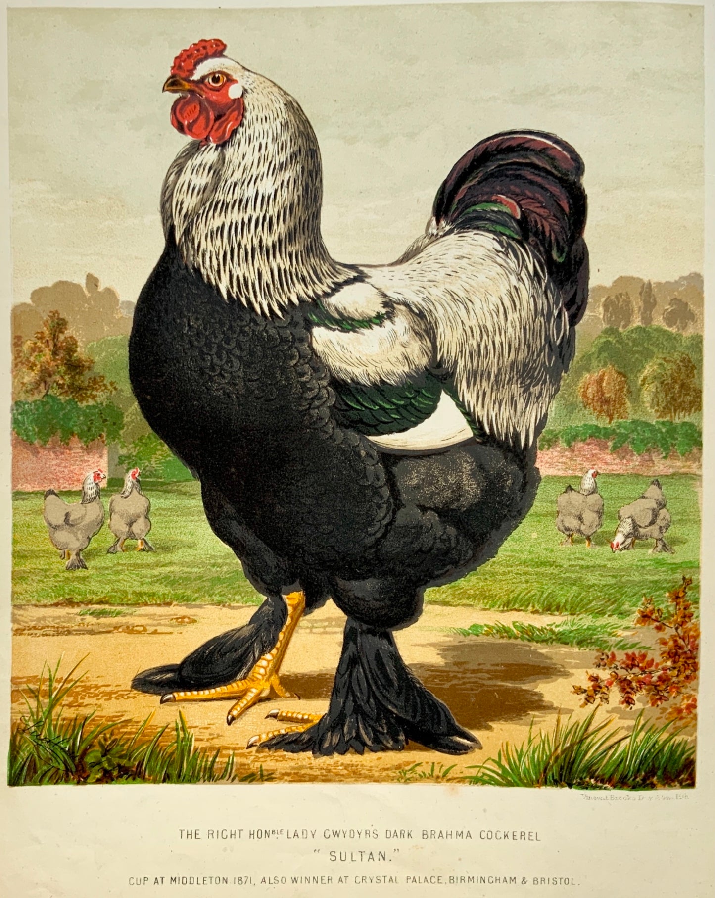 1873 First Issue - Ludlow BRAHMA COCKEREL Poultry quarto chromolithograph - Ornithology