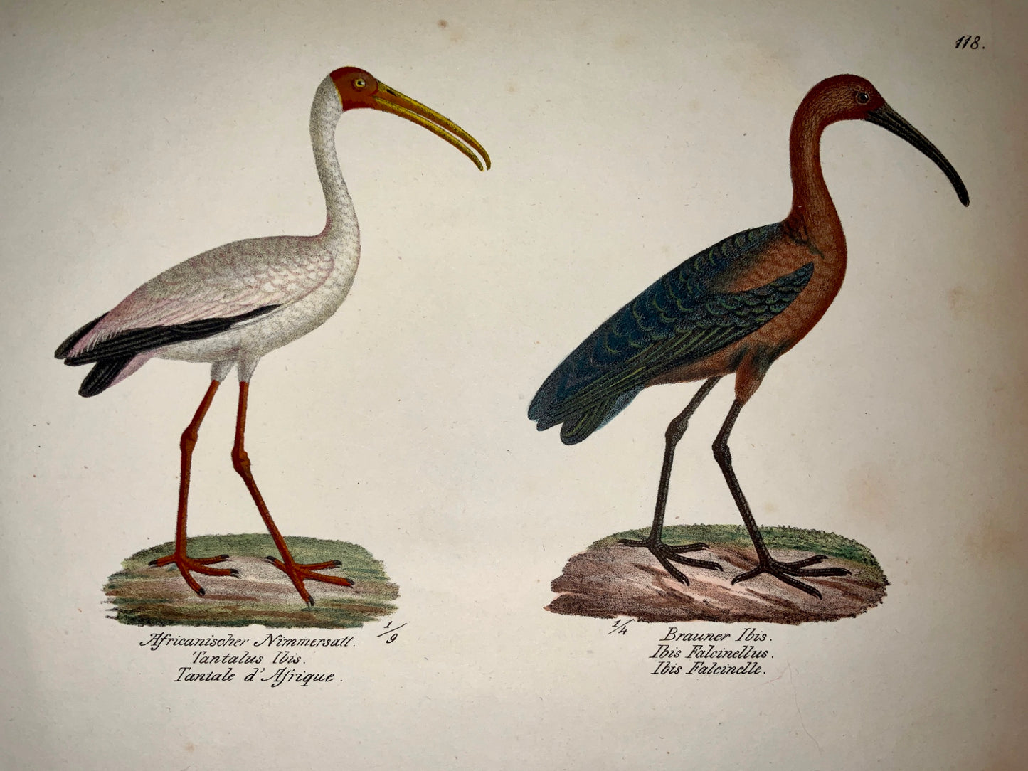 1830 Ibis Billed Heron Ornithology Brodtmann hand coloured FOLIO lithography