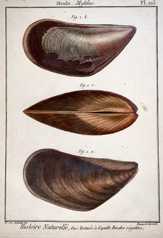 1789 Lamarck; Redoute - MOULE Shell Mussels, Conchology - Hand colour