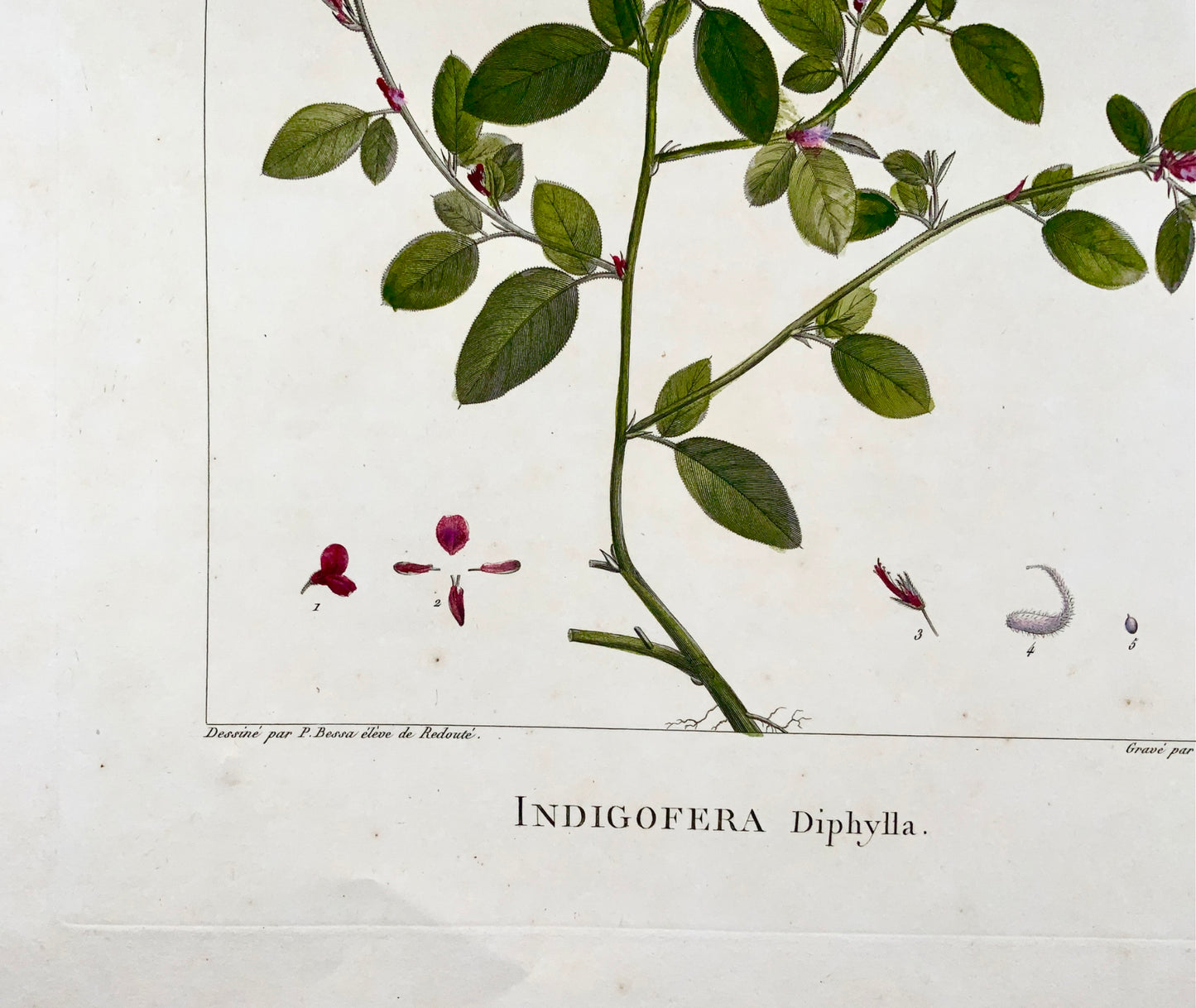 1803 Sellier after Bessa and Redoute - INDIGOFERA 51 x 34 cm. Hand coloured - Botany