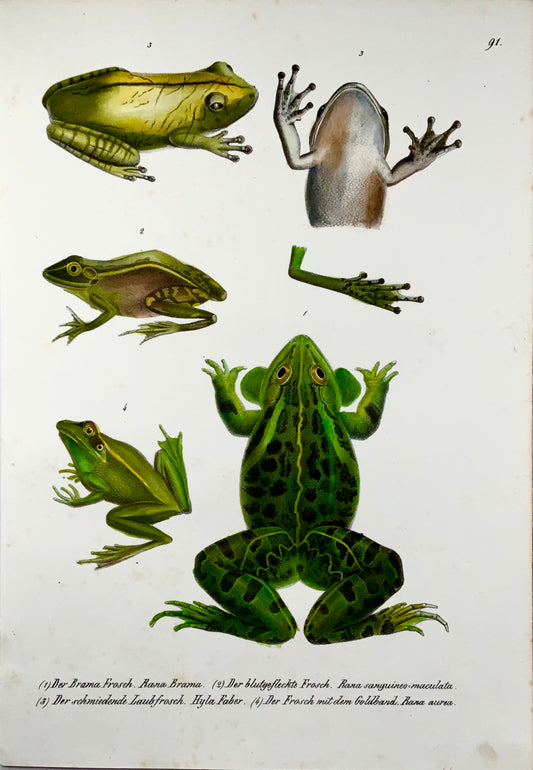 1833 Schinz (b1777), Pond frogs, amphibians, hand coloured stone lithograph