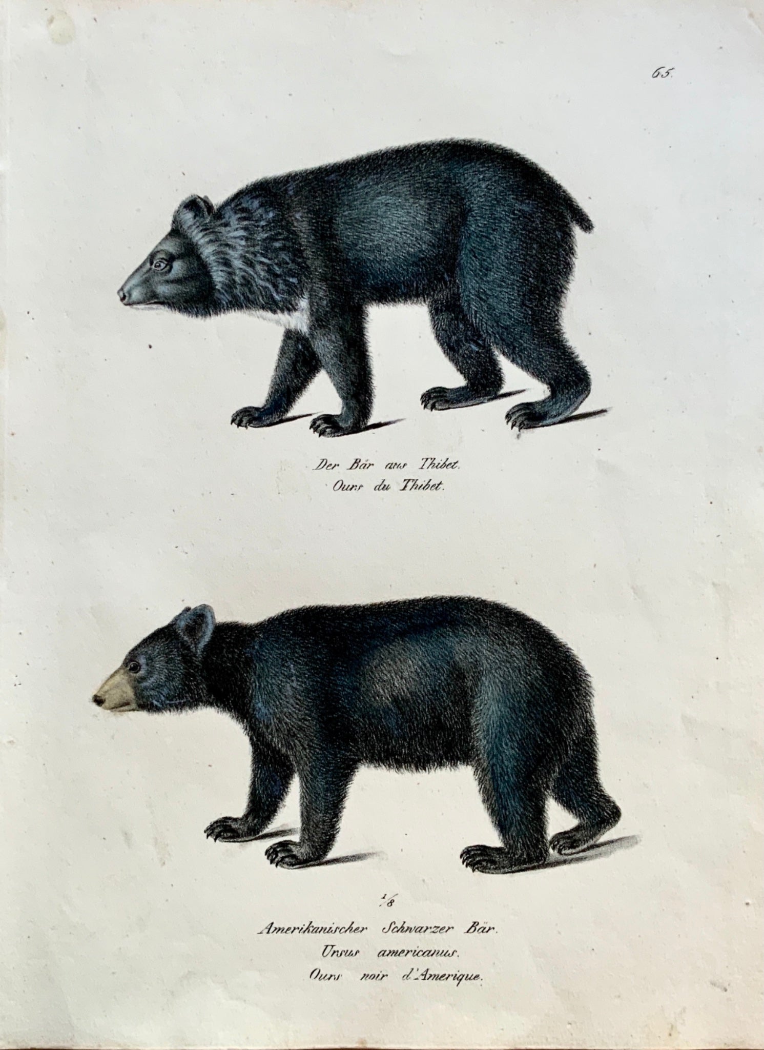 1824 Tibetan & American Bear - K.J. Brodtmann hand colored FOLIO lithograph - Mammals