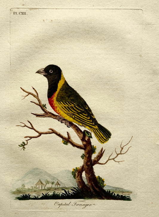 1785 John Latham - Synopsis - Black-Headed WEAVER BIRD Ornithology - hand coloured