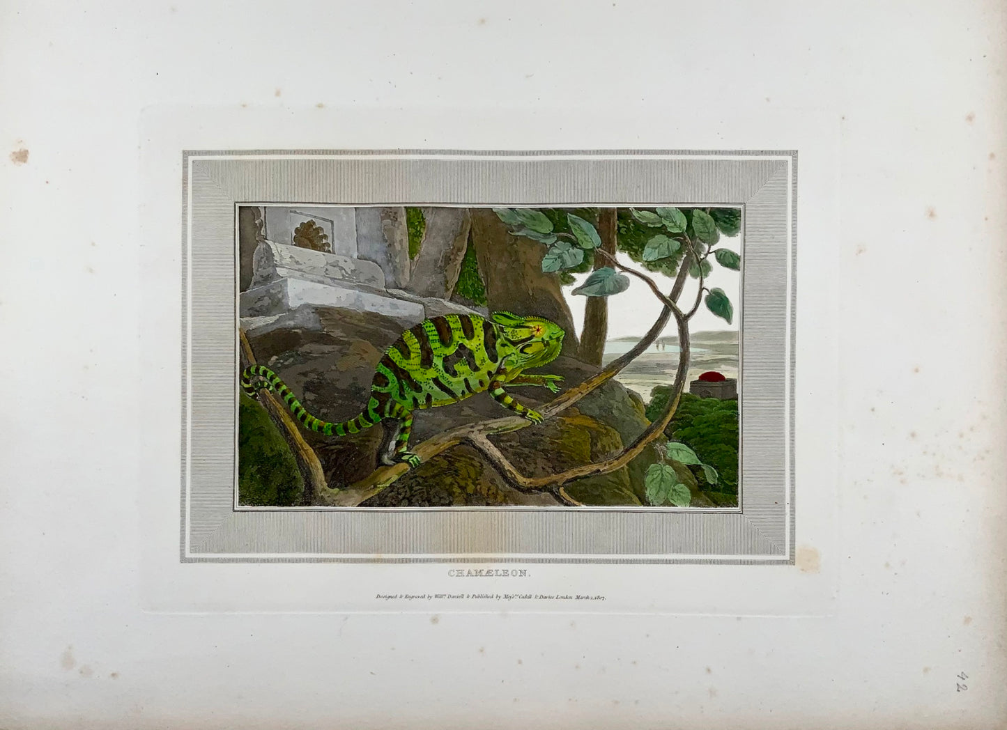 1807 William Daniell, Chamelon, Reptile, hand coloured aquatint