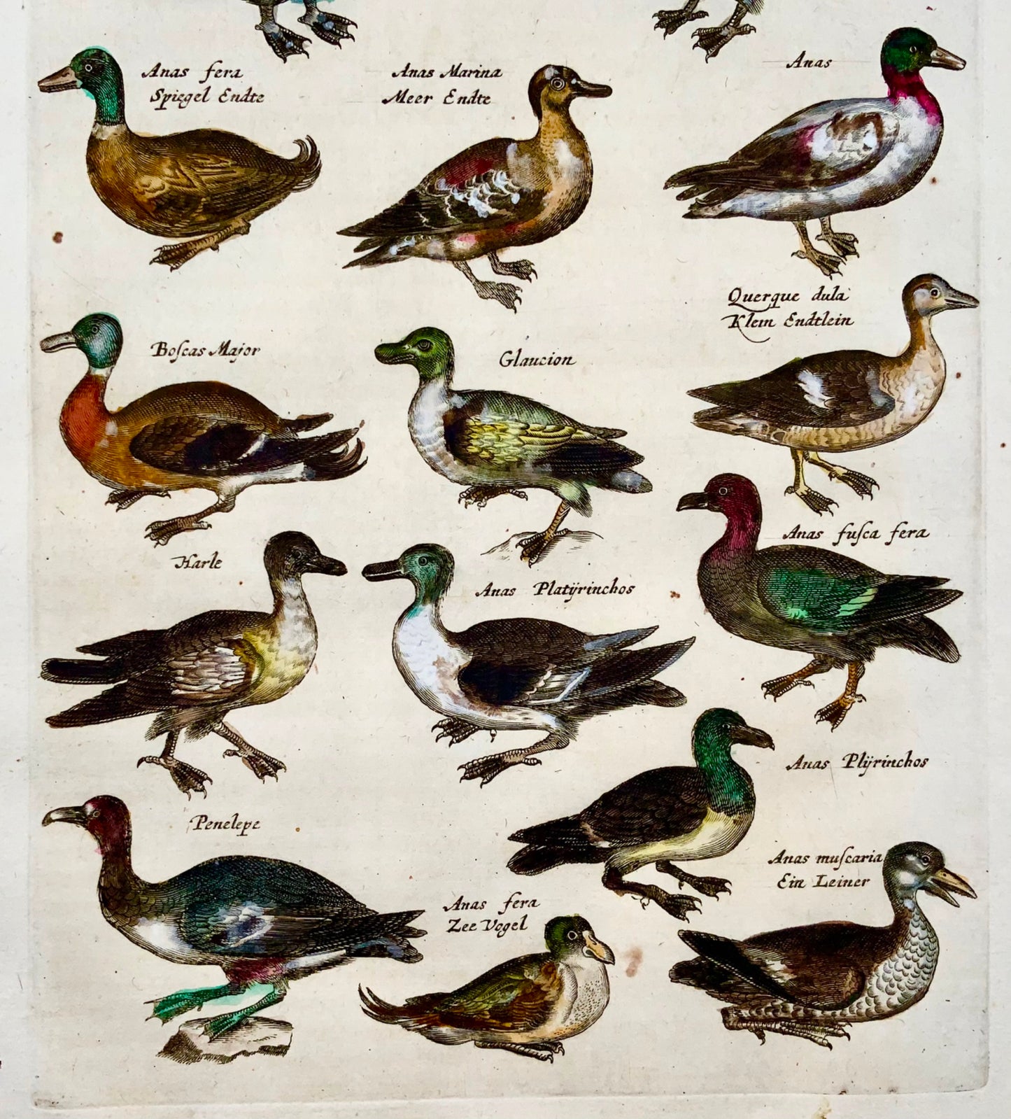 1657 Canards - Ornithologie - Mat. MERIAN Folio gravure sur cuivre colorée à la main