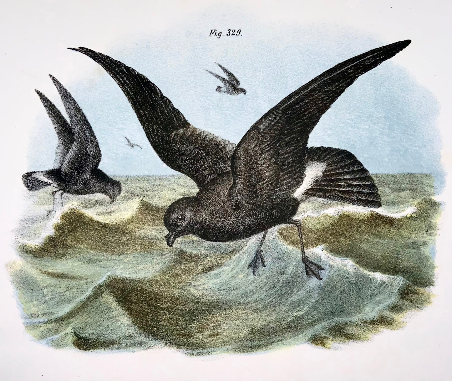 1860 PETRELS - Birds - Fitzinger FOLIO colour lithograph with hand colour