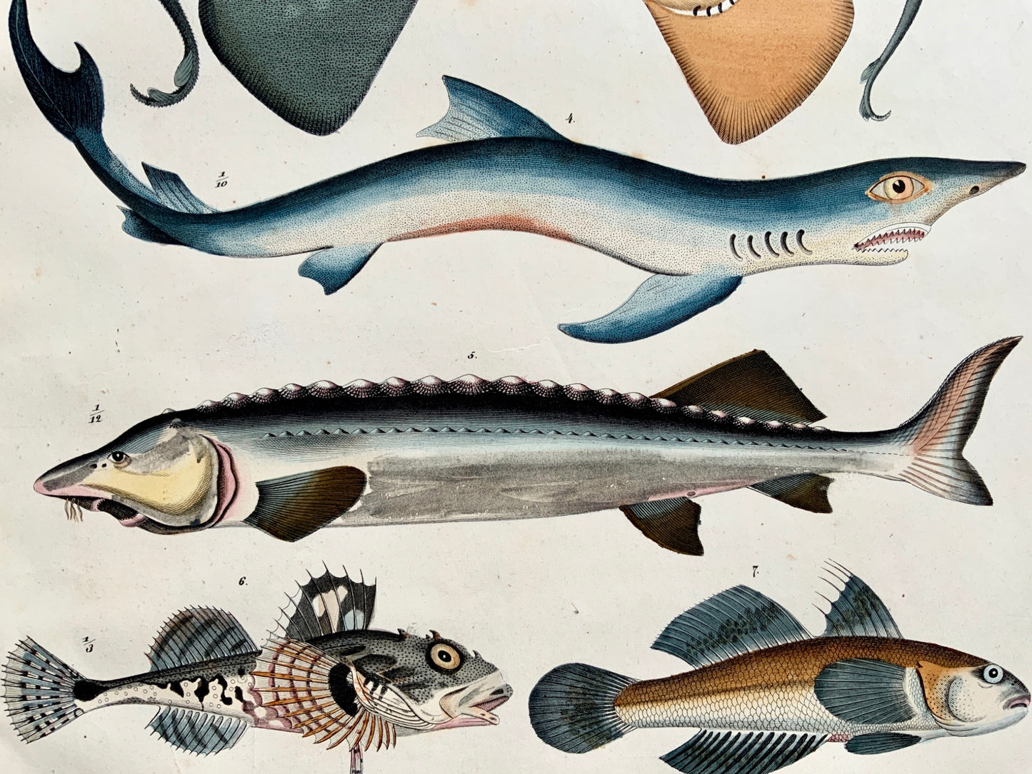 1830c C. Schach; FISH Ray Shark Sturgeon Eel - Large hand coloured lithograph
