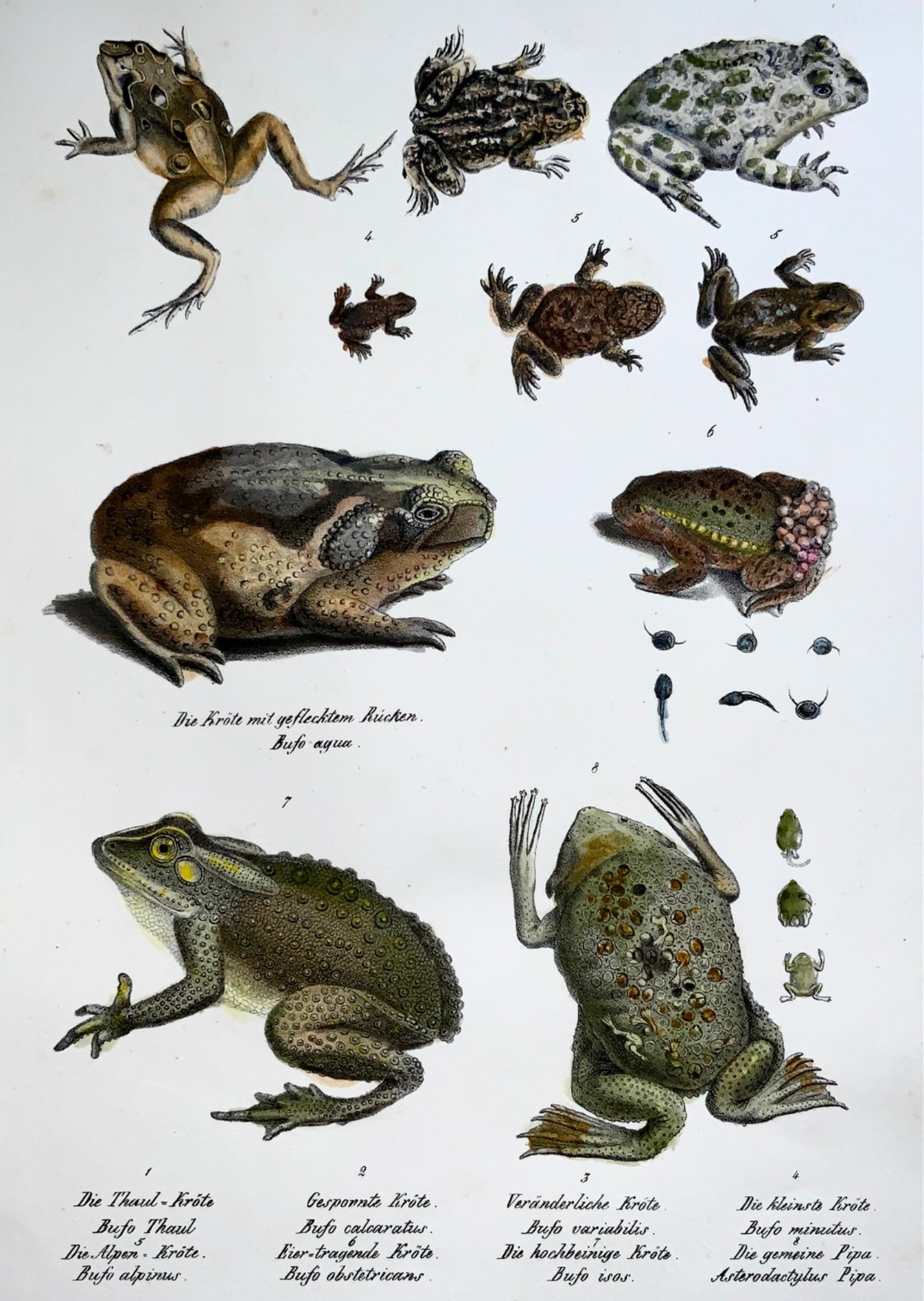 1833 H.R. Schinz (b1777) TOADS Frogs Amphibians - Handcoloured stone lithograph