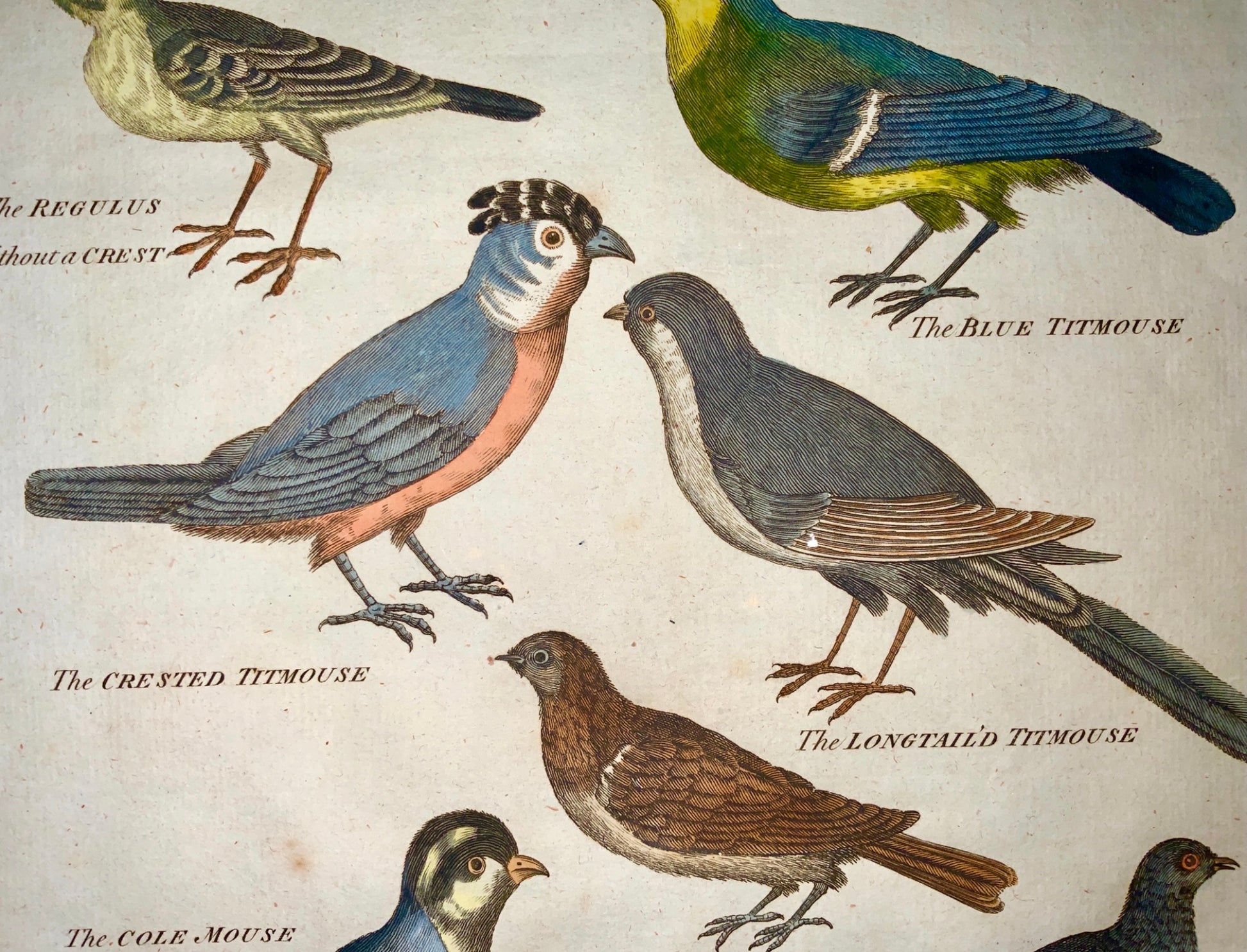 1785 Walker sculp. - Tall folio hand coloured - BIRDS Tits Wagtails Martins