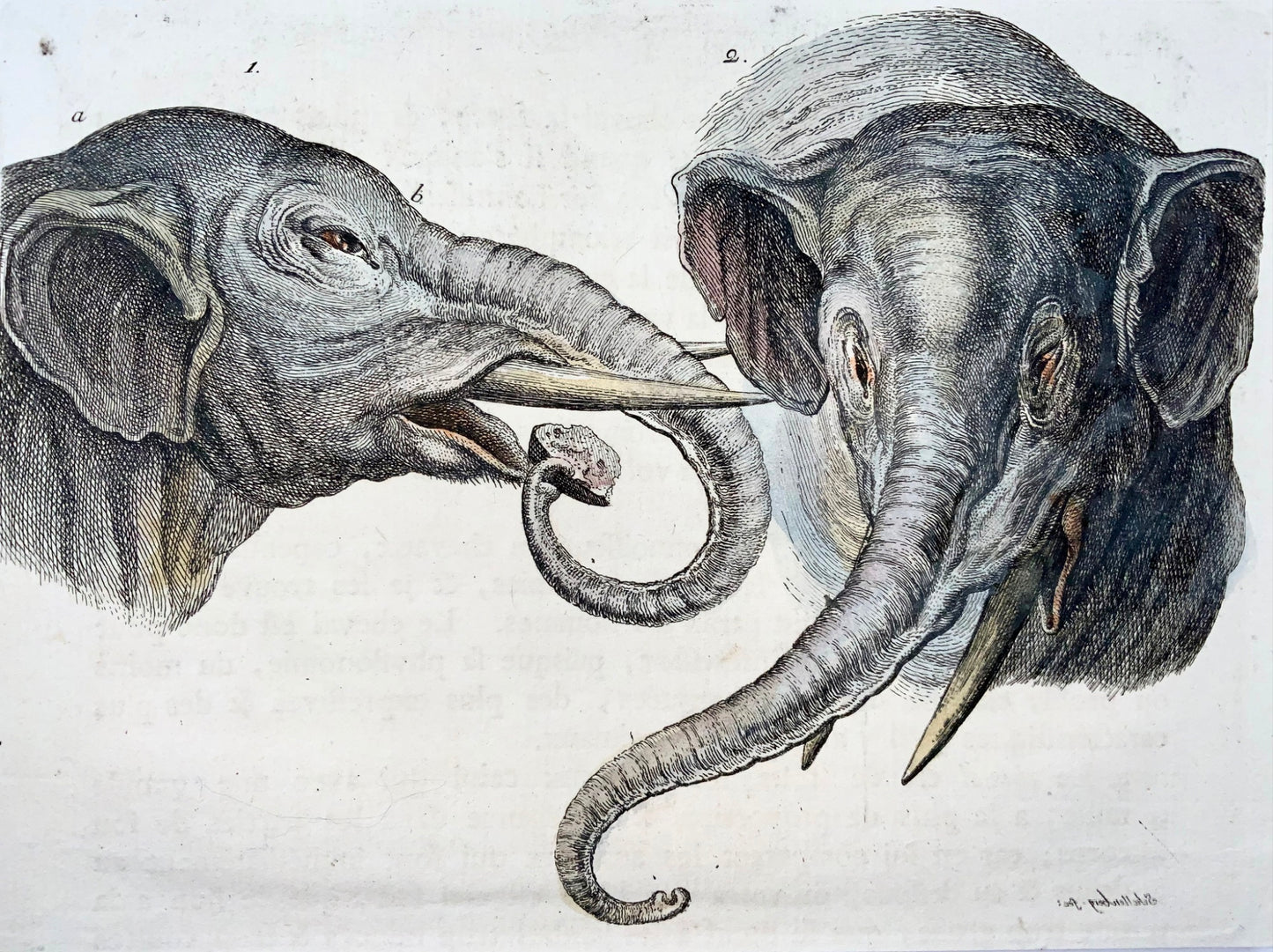 1780 Study of Elephant, R.J. Schellenberg, hand coloured copper engraving, mammals