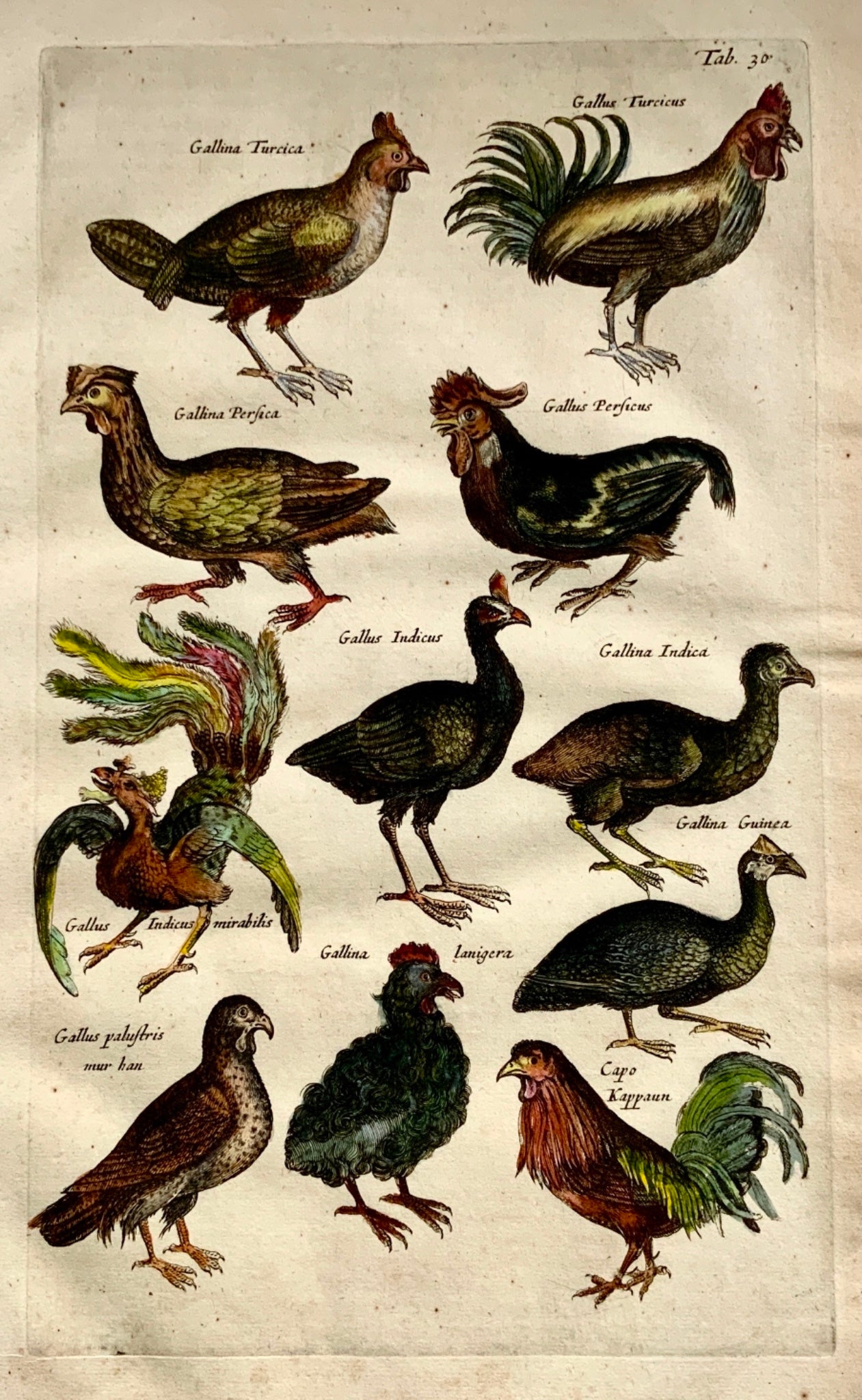 1657 Poultry Monster Cockerel Rooster - Ornithology - M. MERIAN Folio Handcol. Engraving